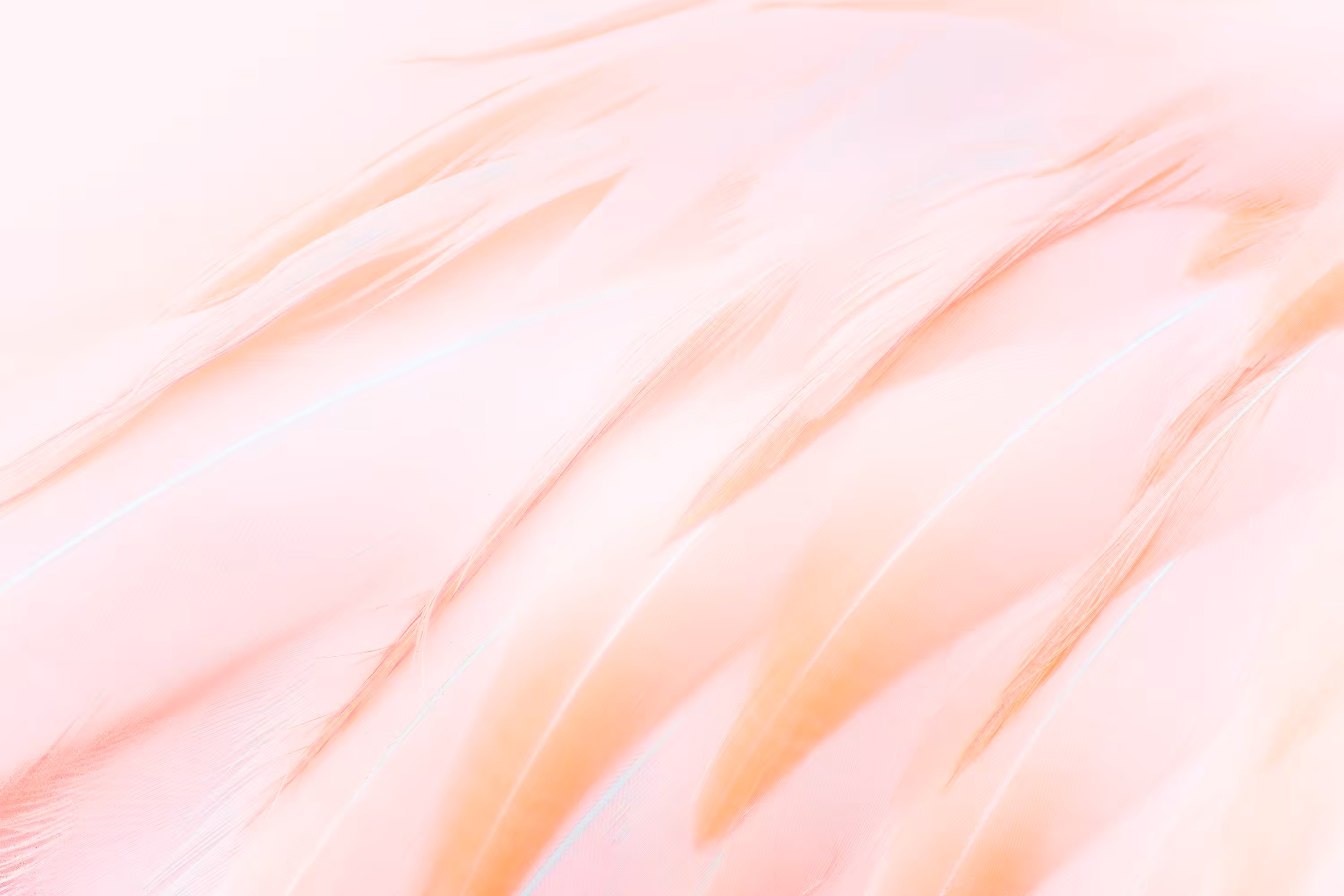 Flamingo III