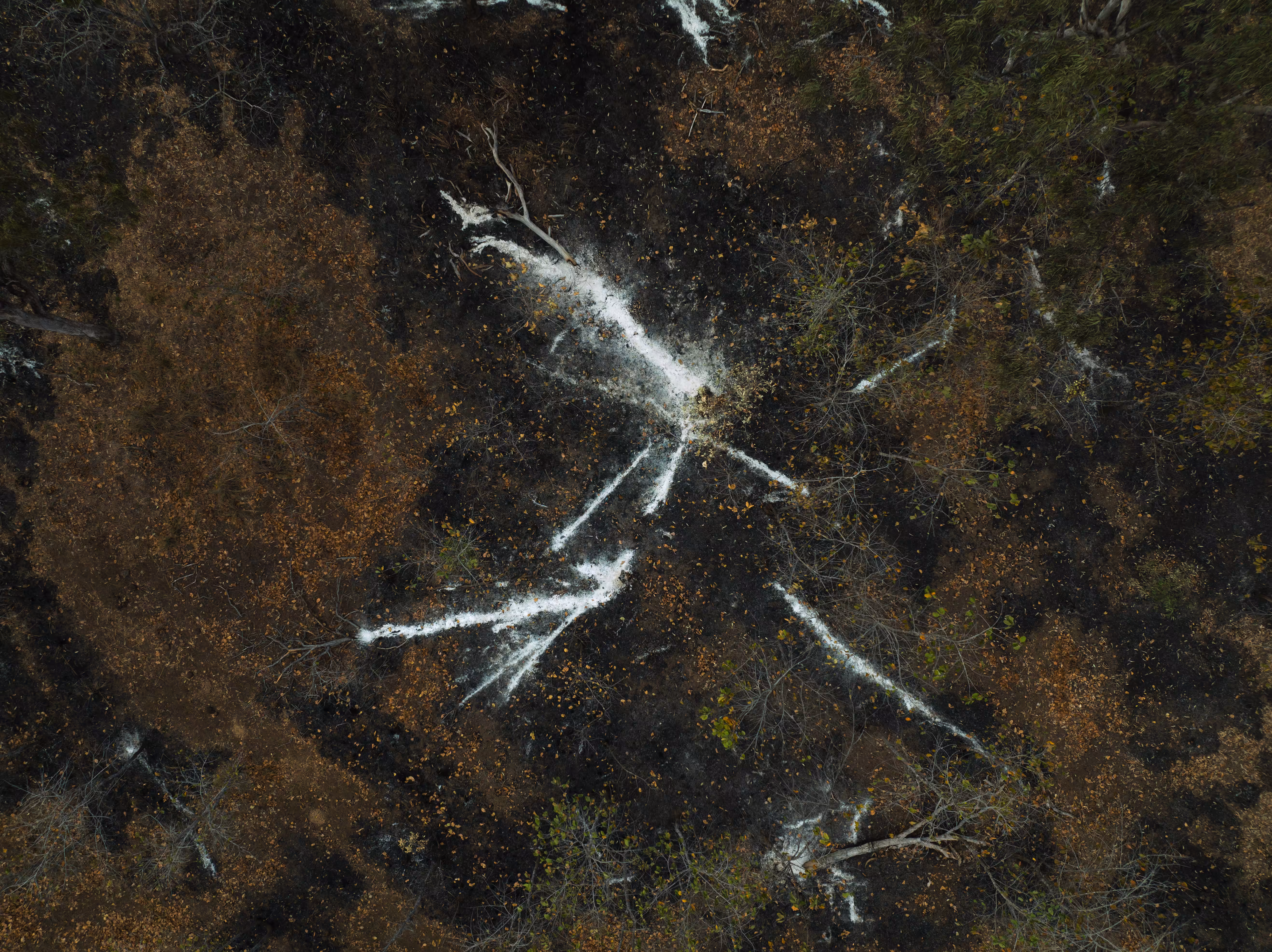 Skeletons of trees
