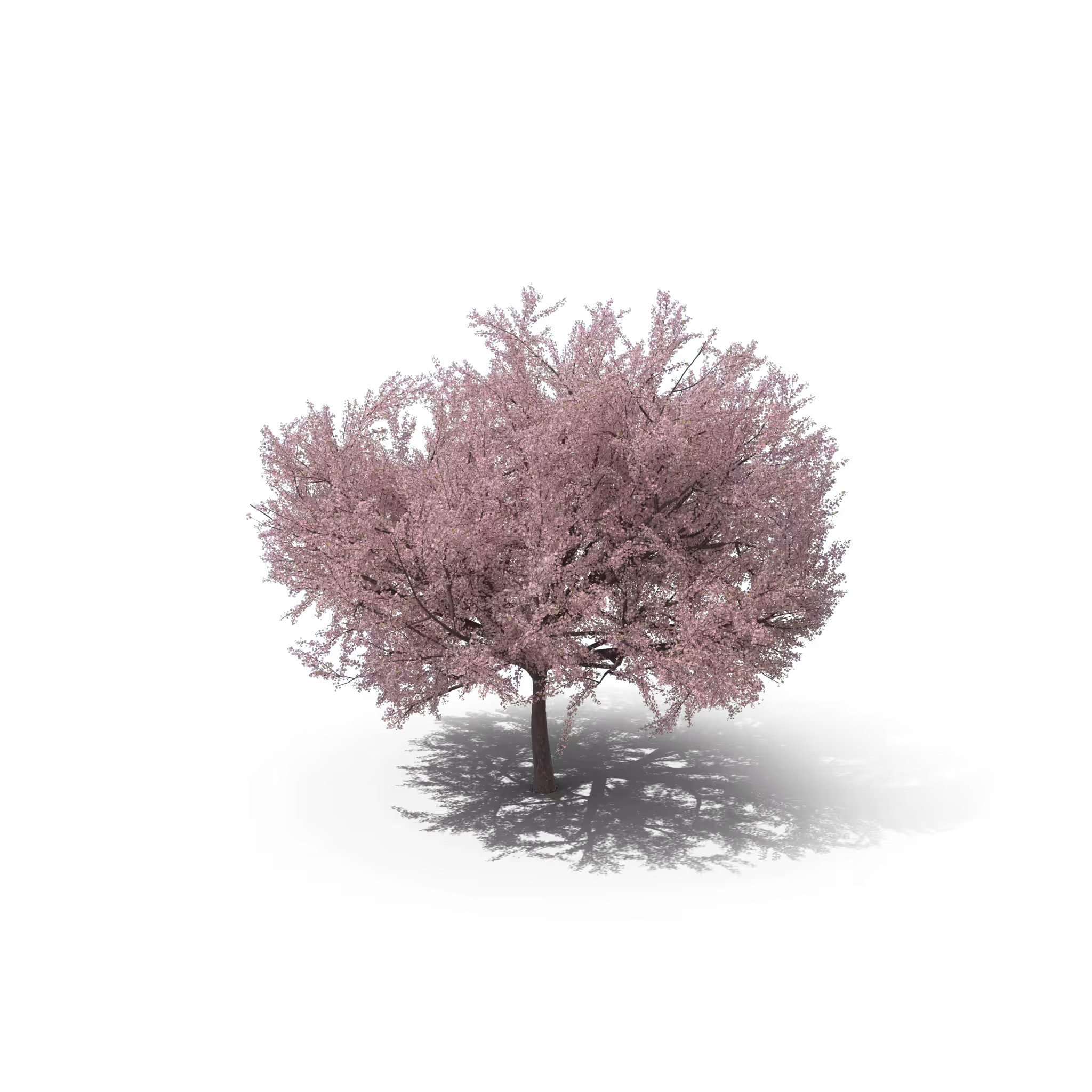 Your Tree I Japanese Cherry