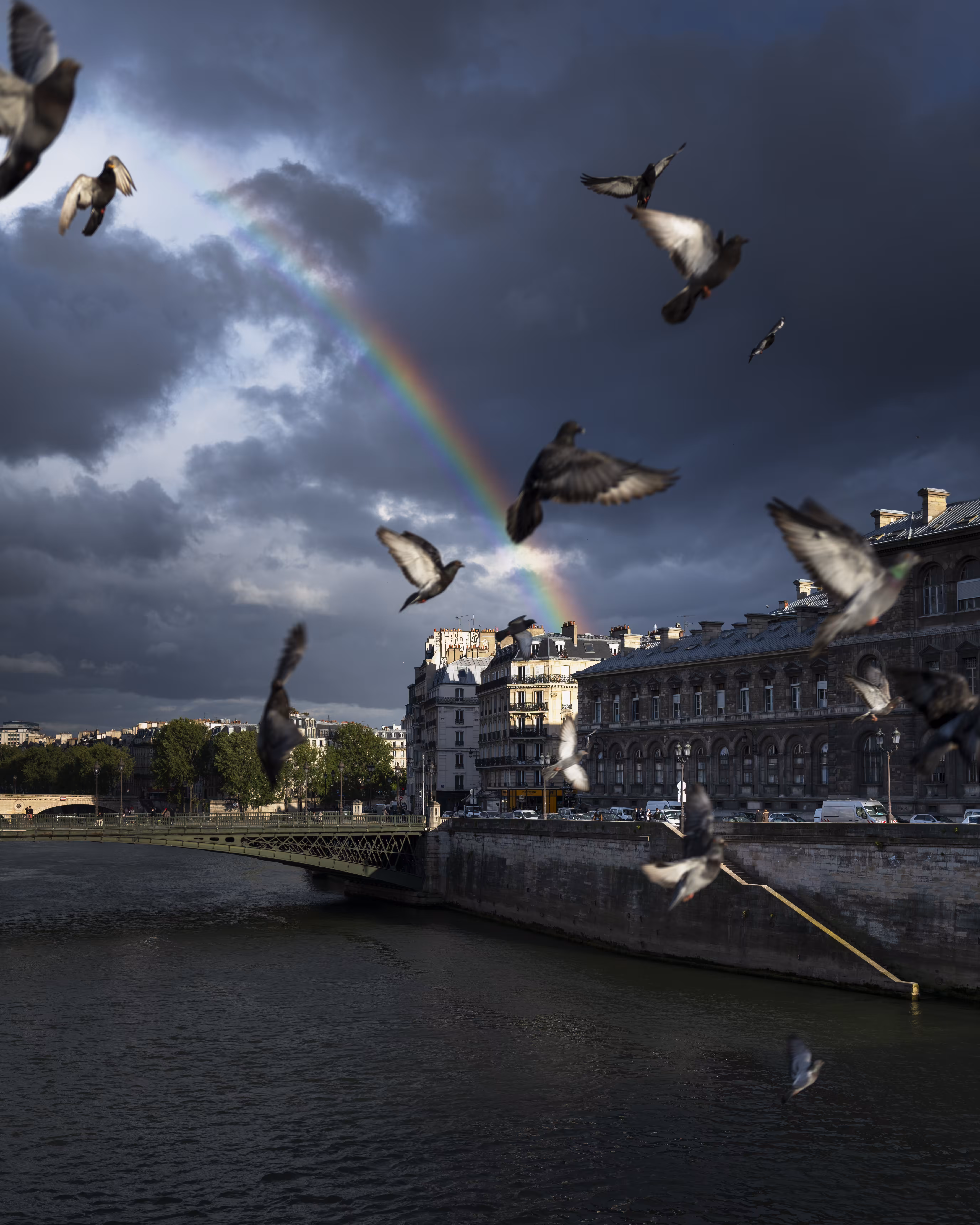  Dancing Pigeons