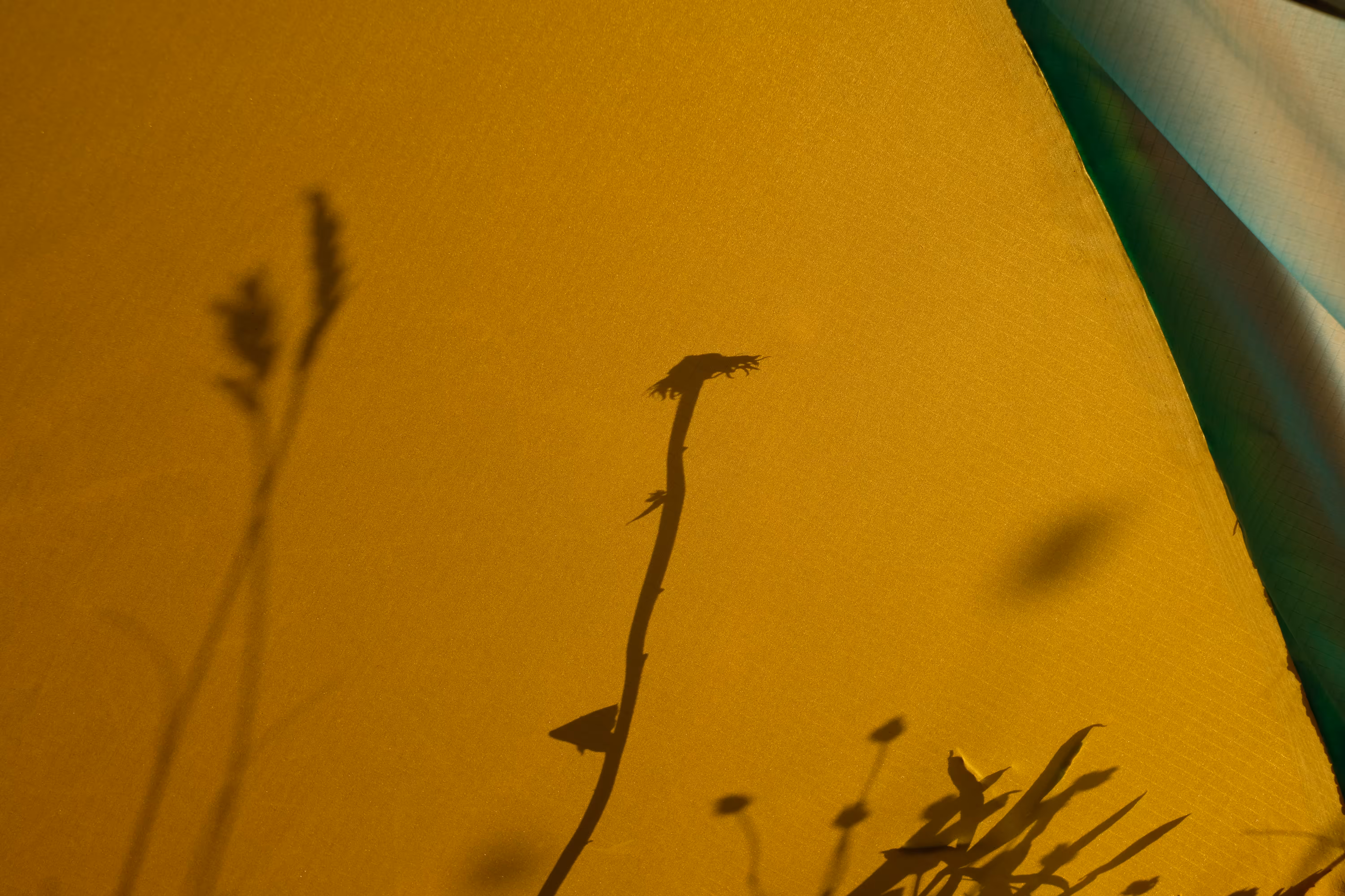 shadow flowers