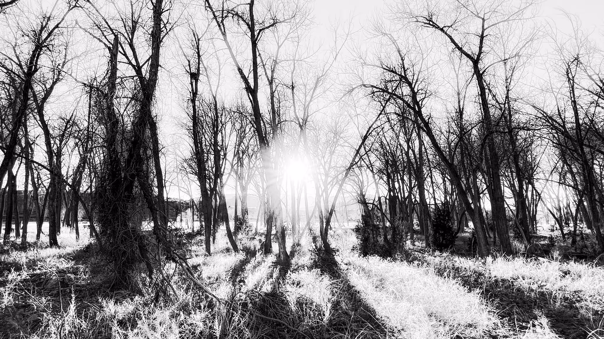 Scene 1: Monochrome: Through the Trees