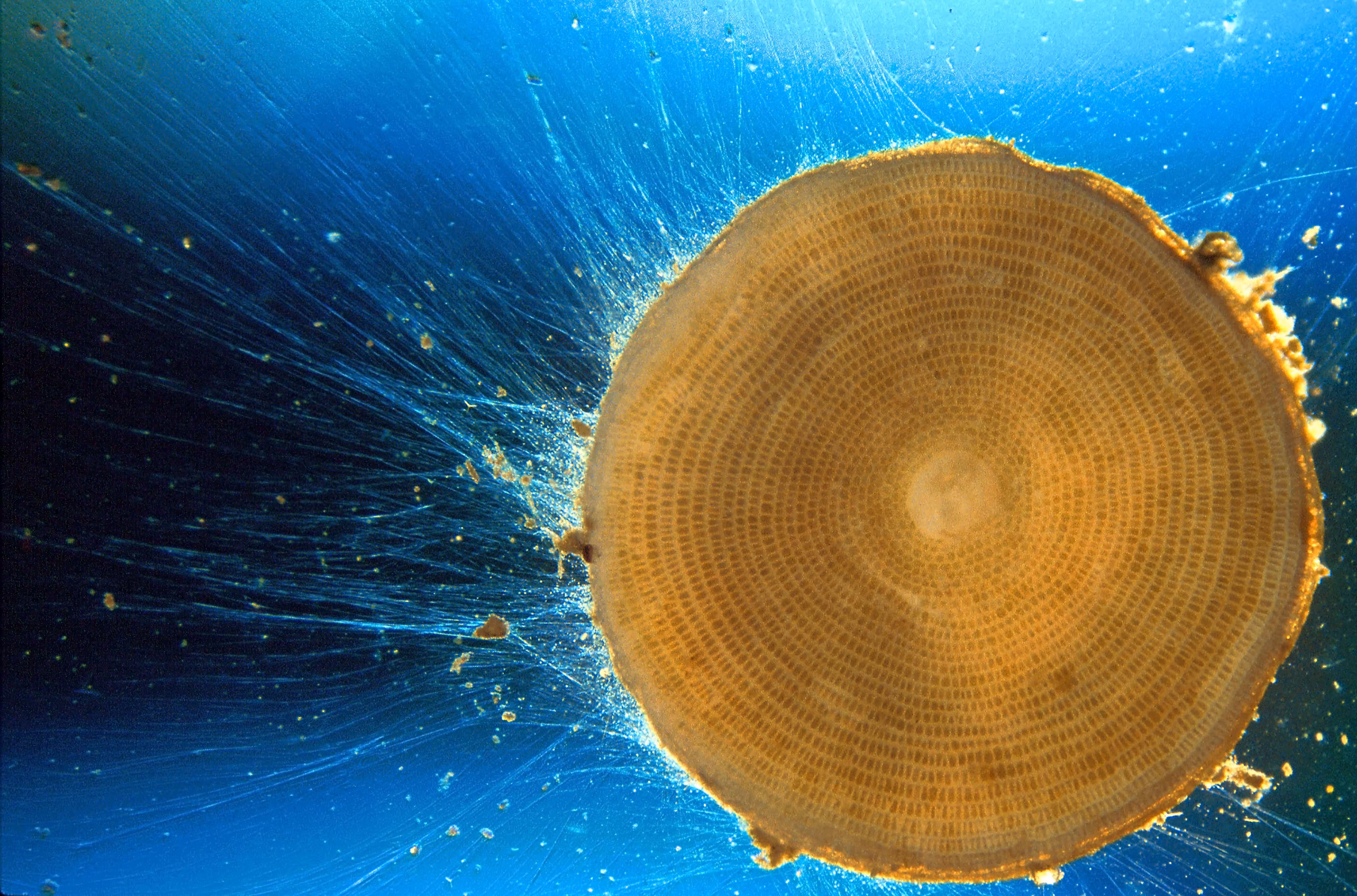 Invisible Oceans Founder's Collection: Invisible Oceans #39: Foraminiferan I