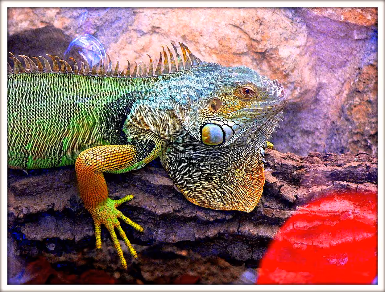 lizard