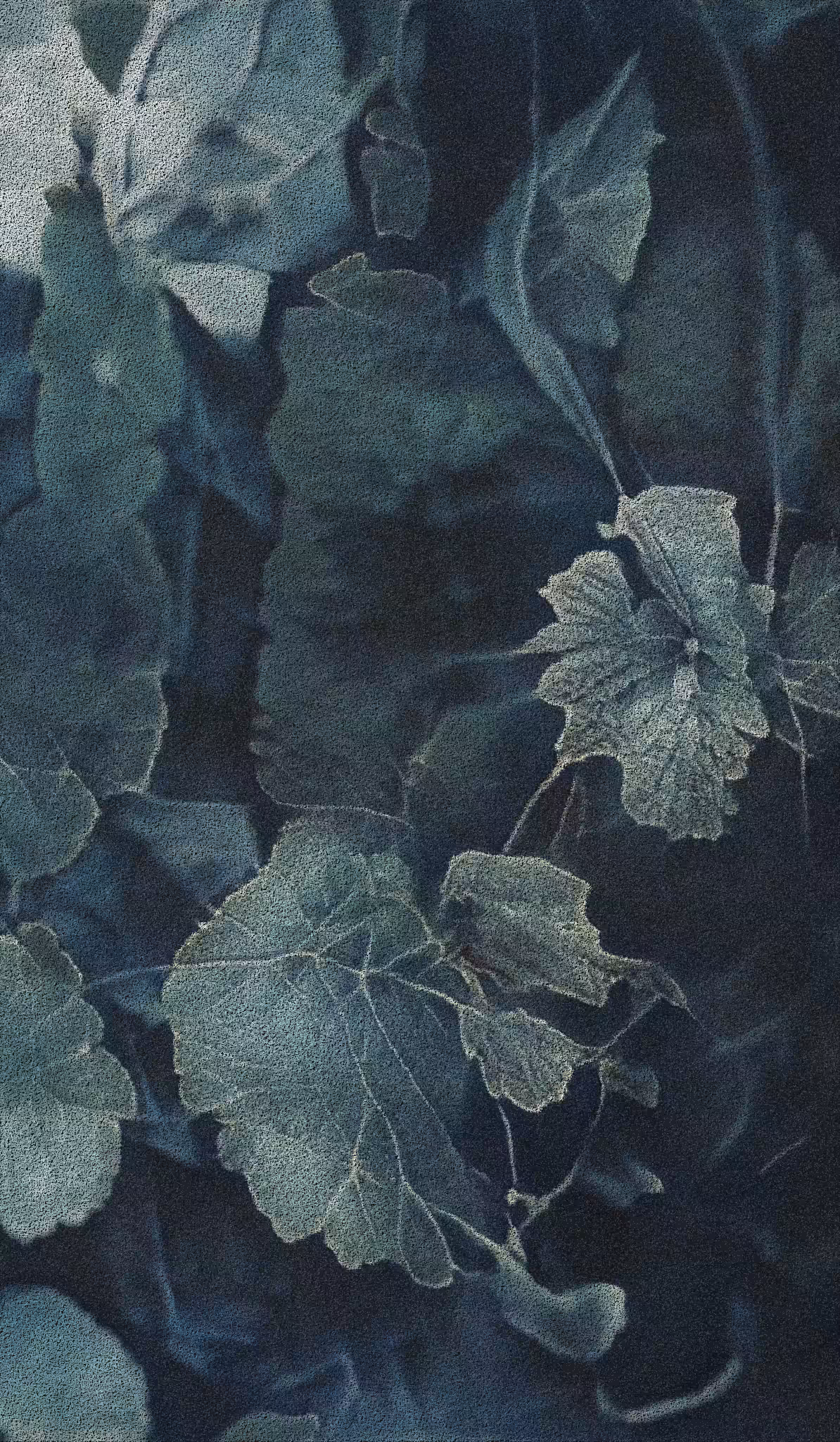 APPARATUS-VITIS: Apparatus Vitis #33