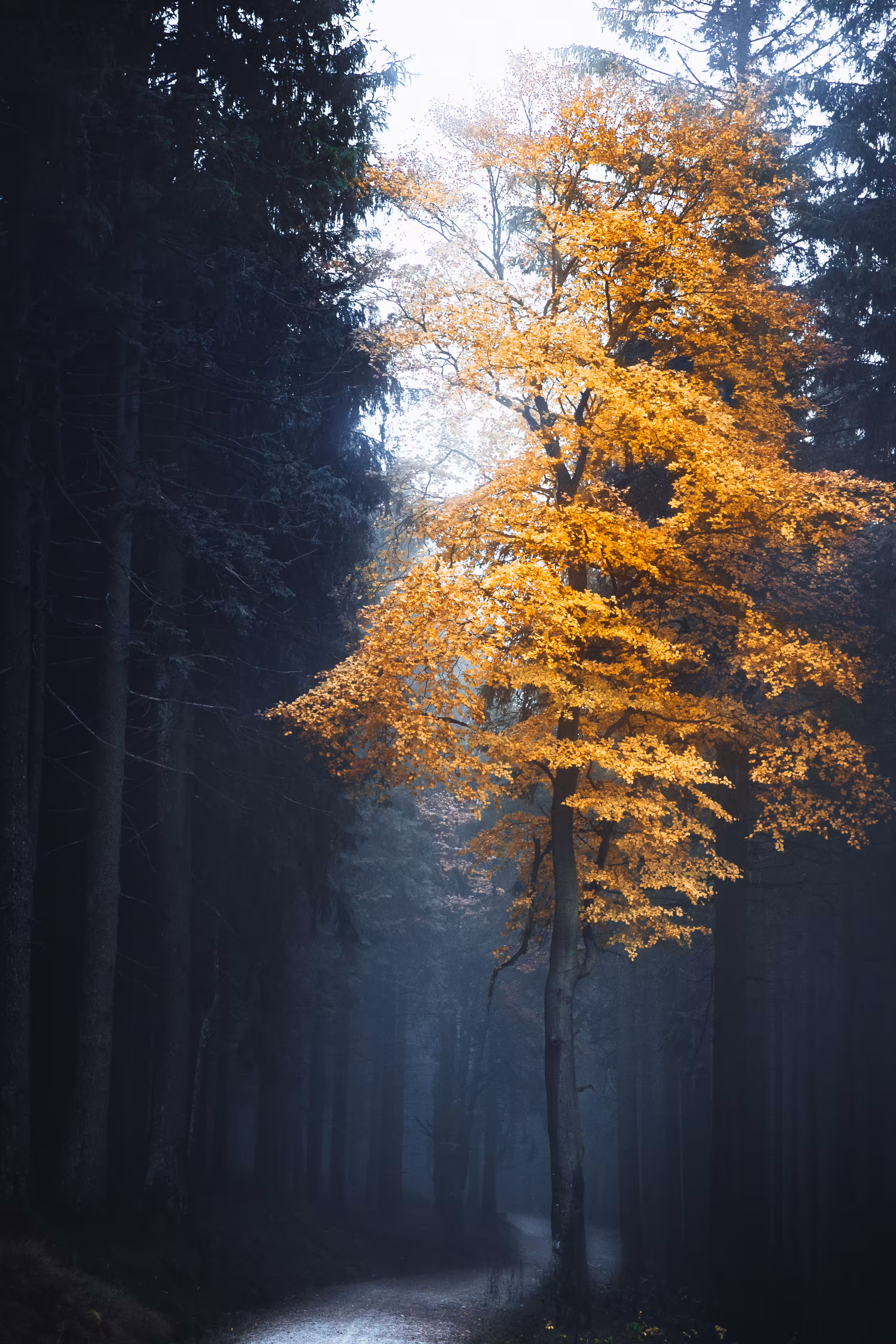 Forest Solitude