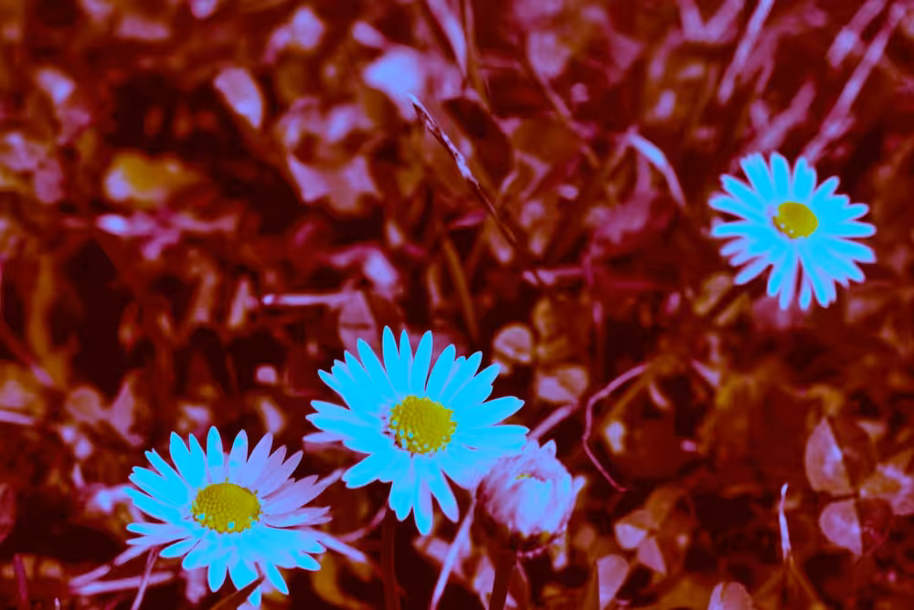 daisies on a red background