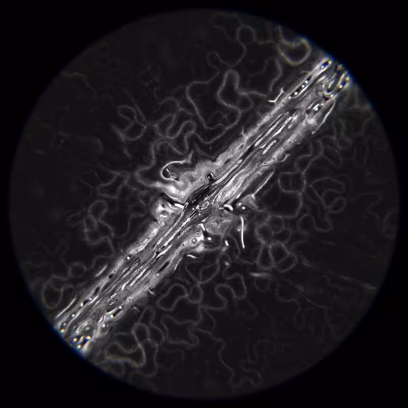 Ethereal Microcosm #235