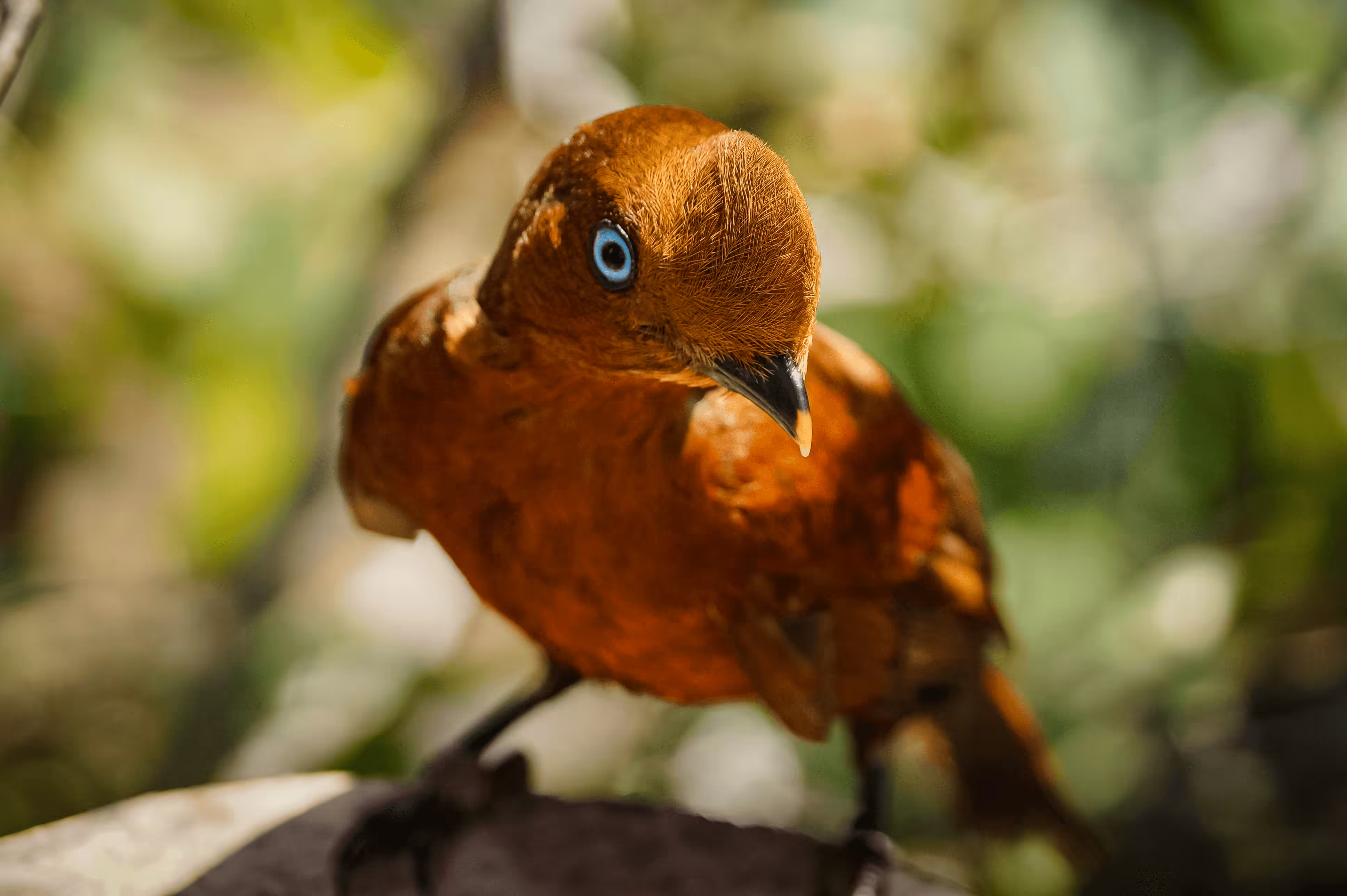 05 Andean Cock-of-the-rock (Rupicola peruvianus) – Cyan-eyed Forest Dweller