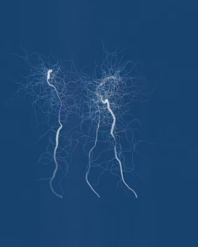 Cyanotypes #159