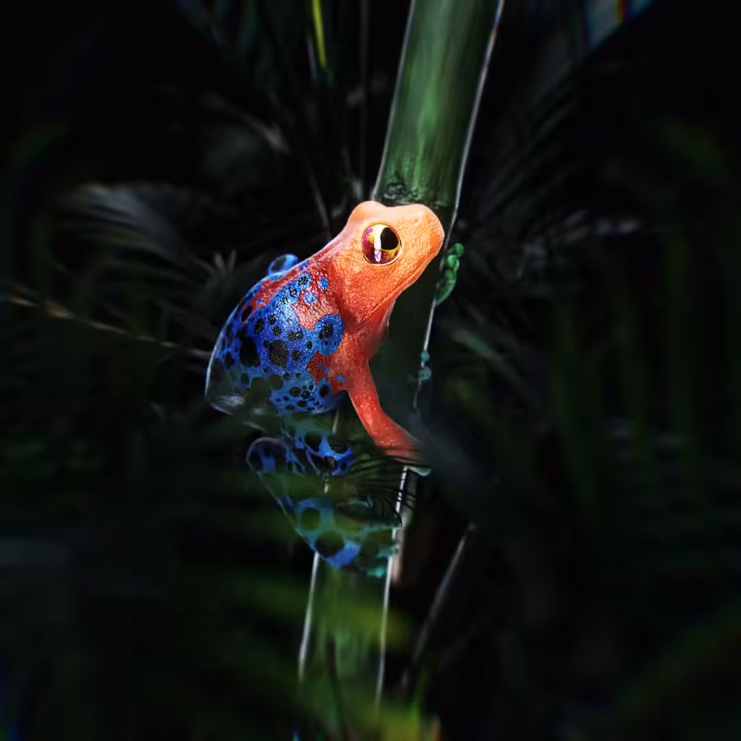Tree Frog I