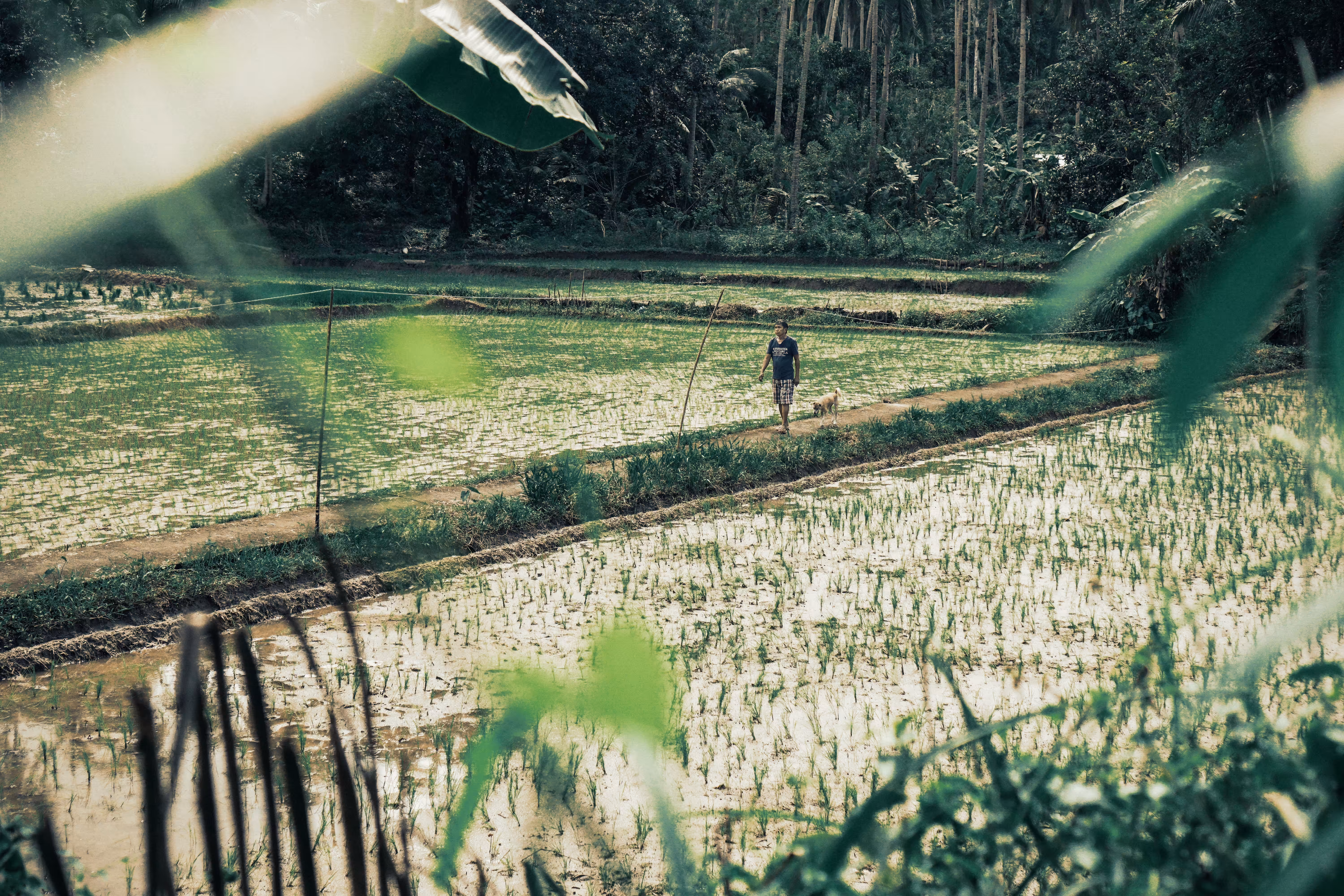 FaRMvILLE
