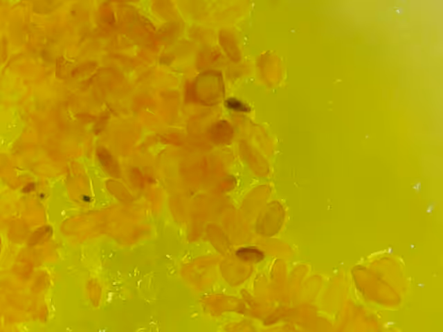 Lilly Pollen