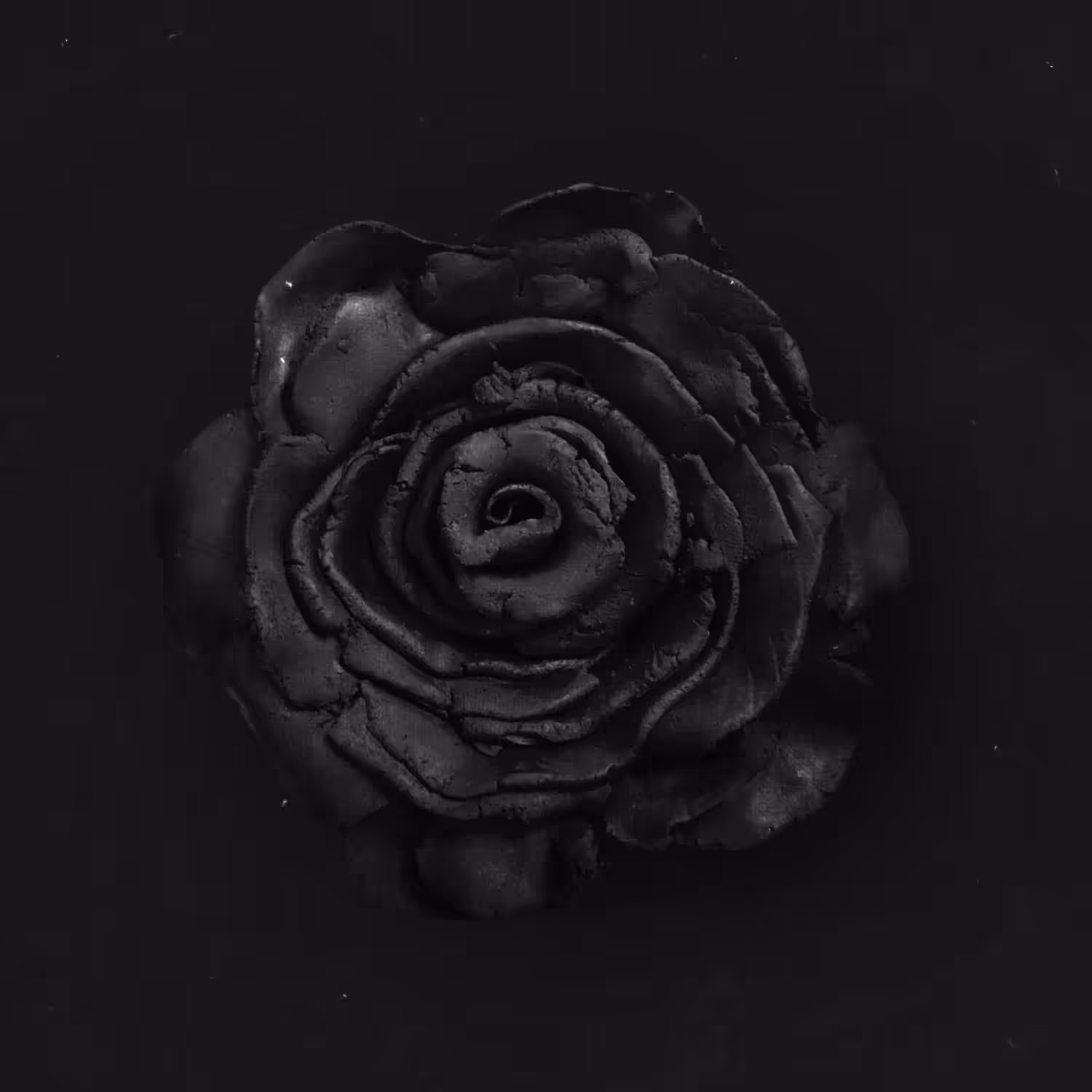 night rose