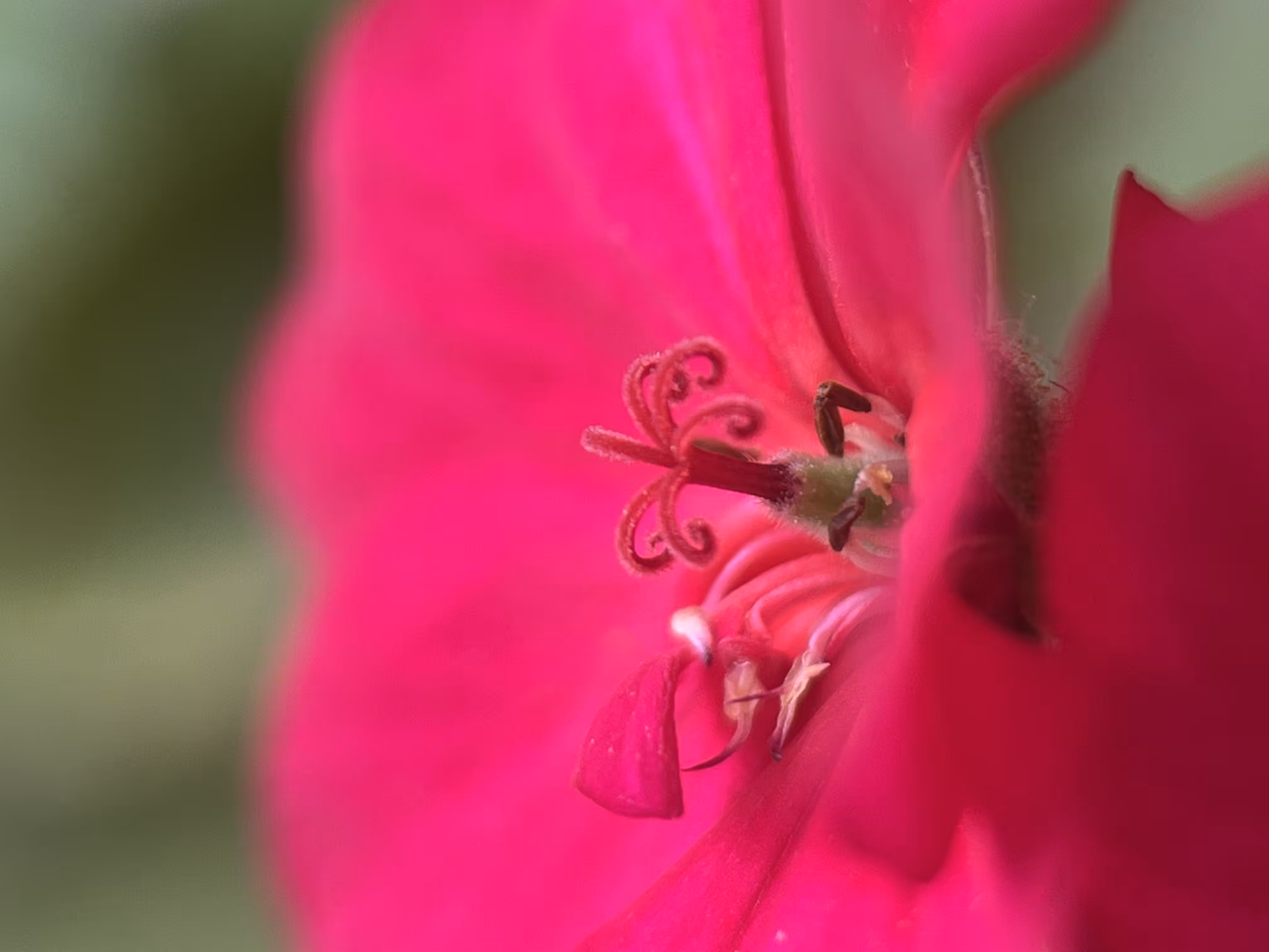 Pink Princess
