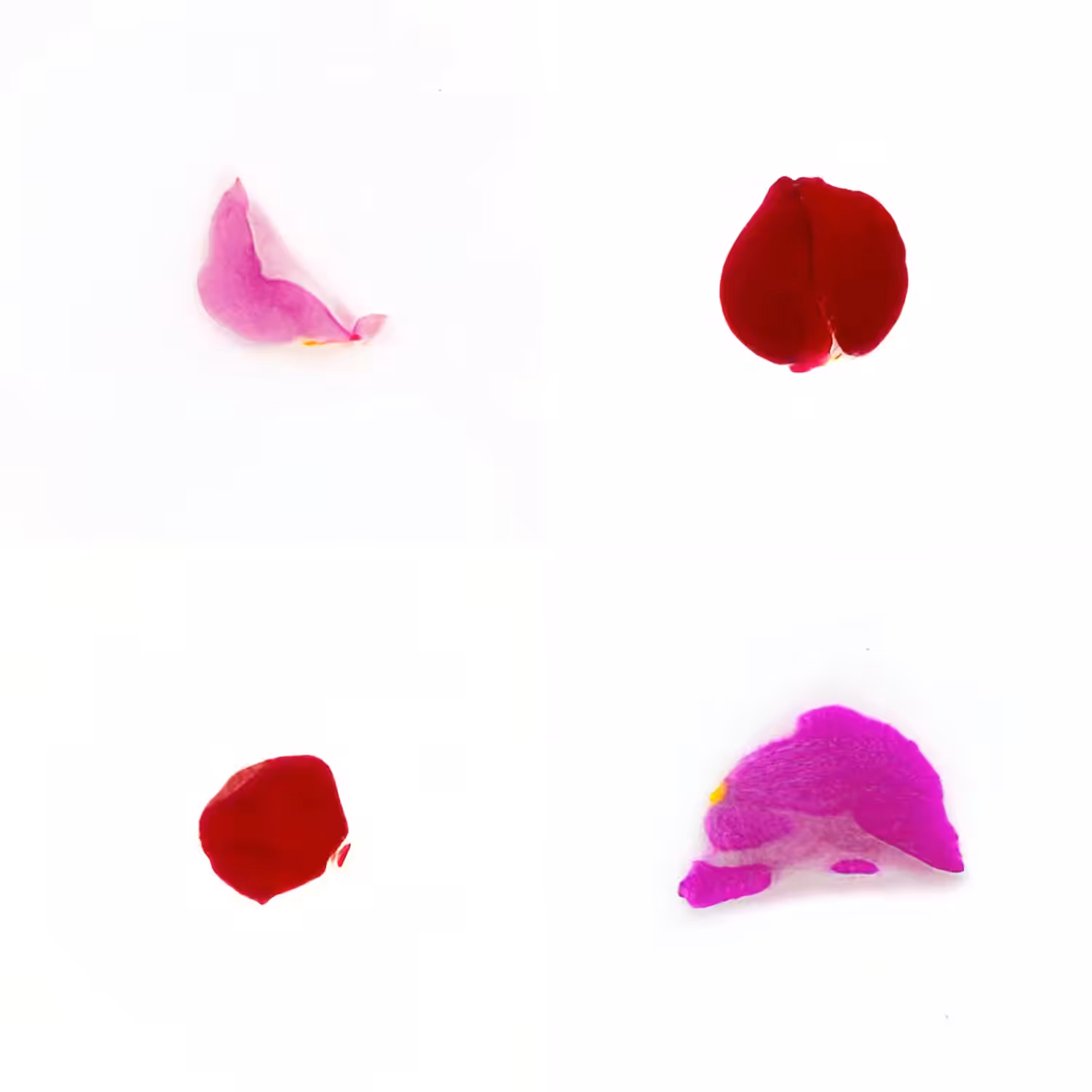Infinite Petals 2x2#20226