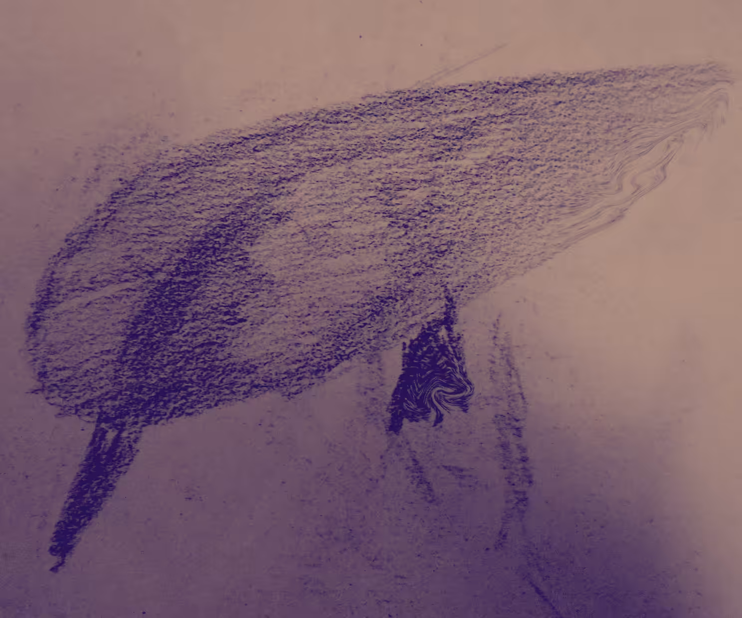 Bird of shadow and light