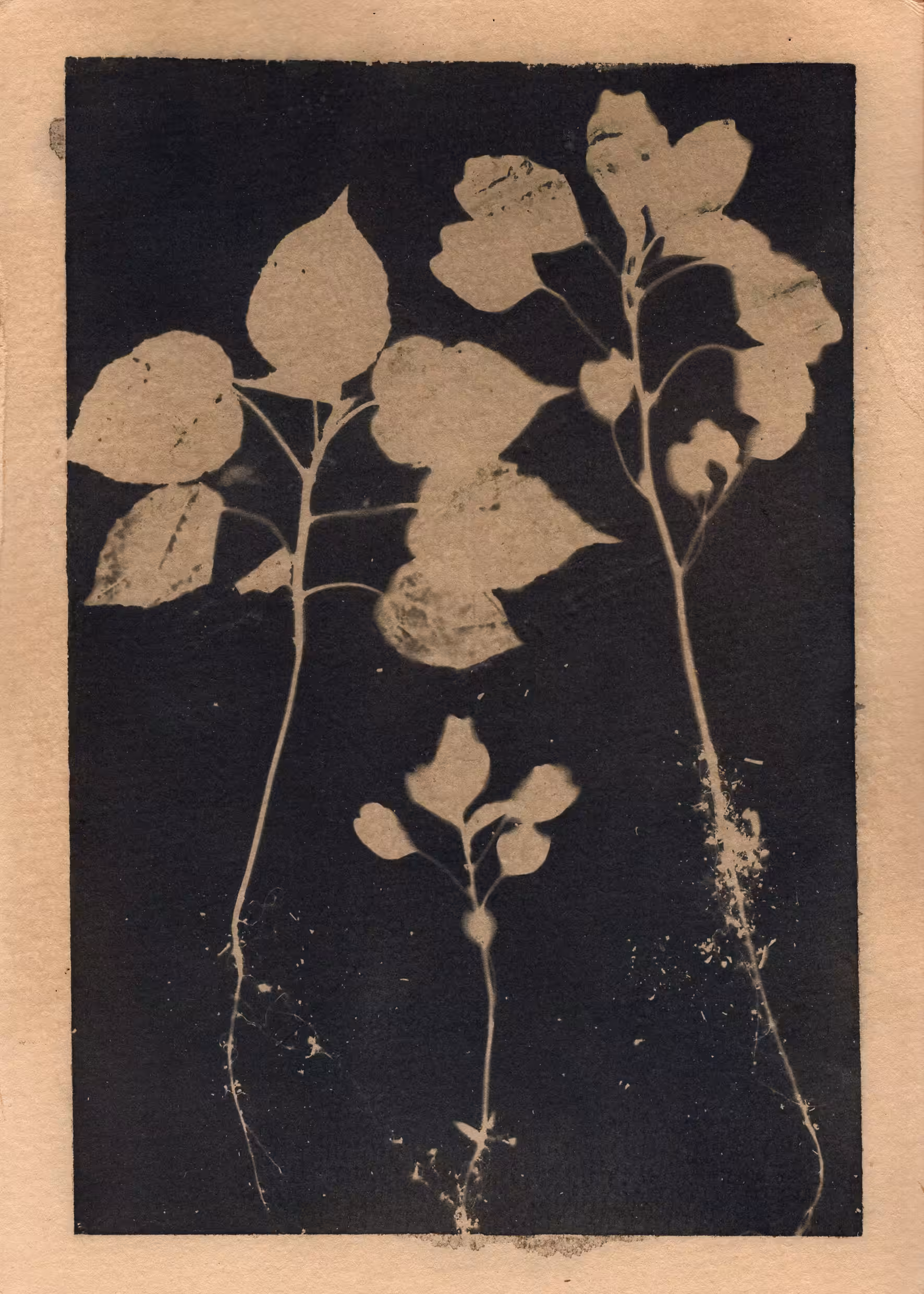 Acalypha Australis II