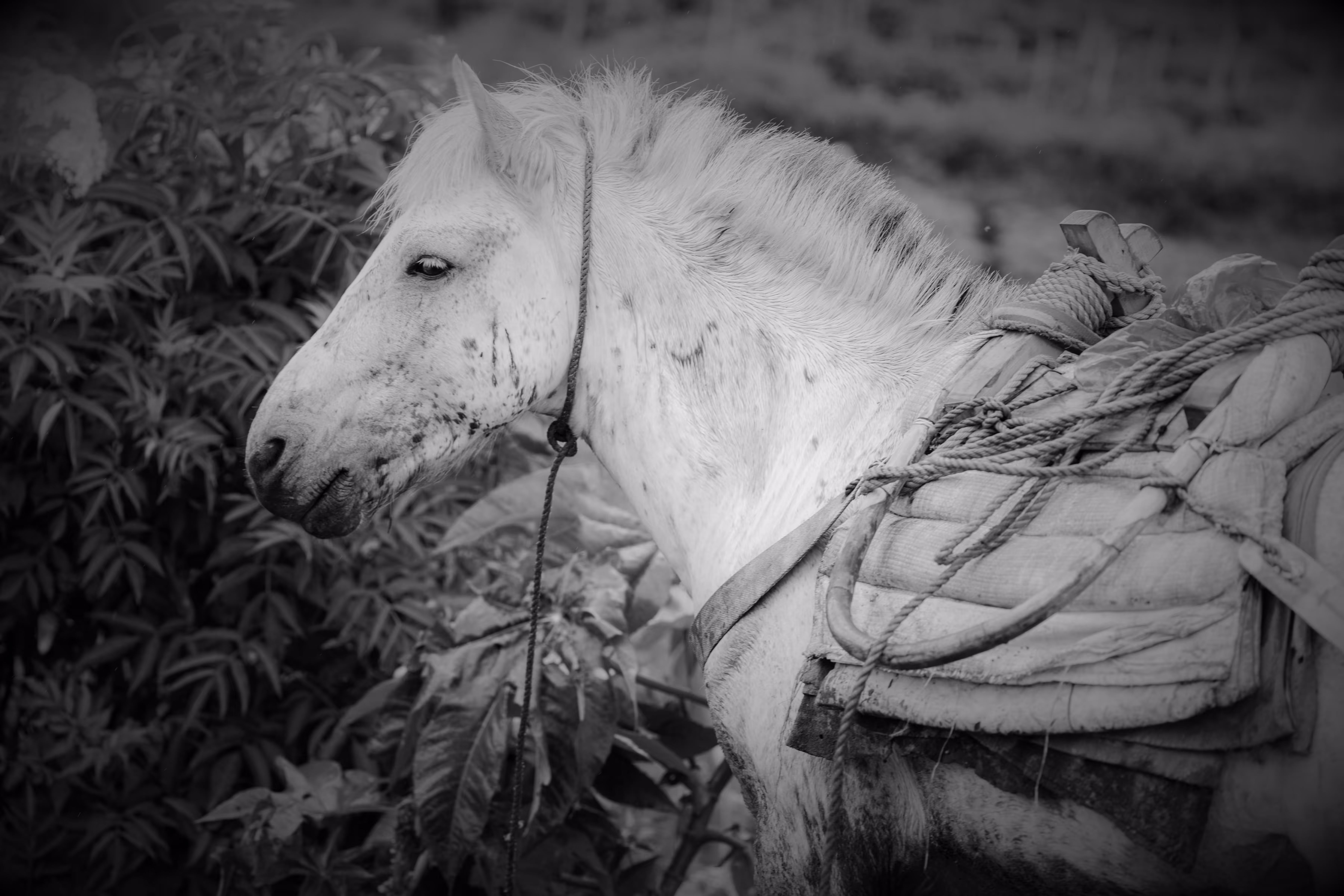 "The Fields of Grey Visual 17" The Choice