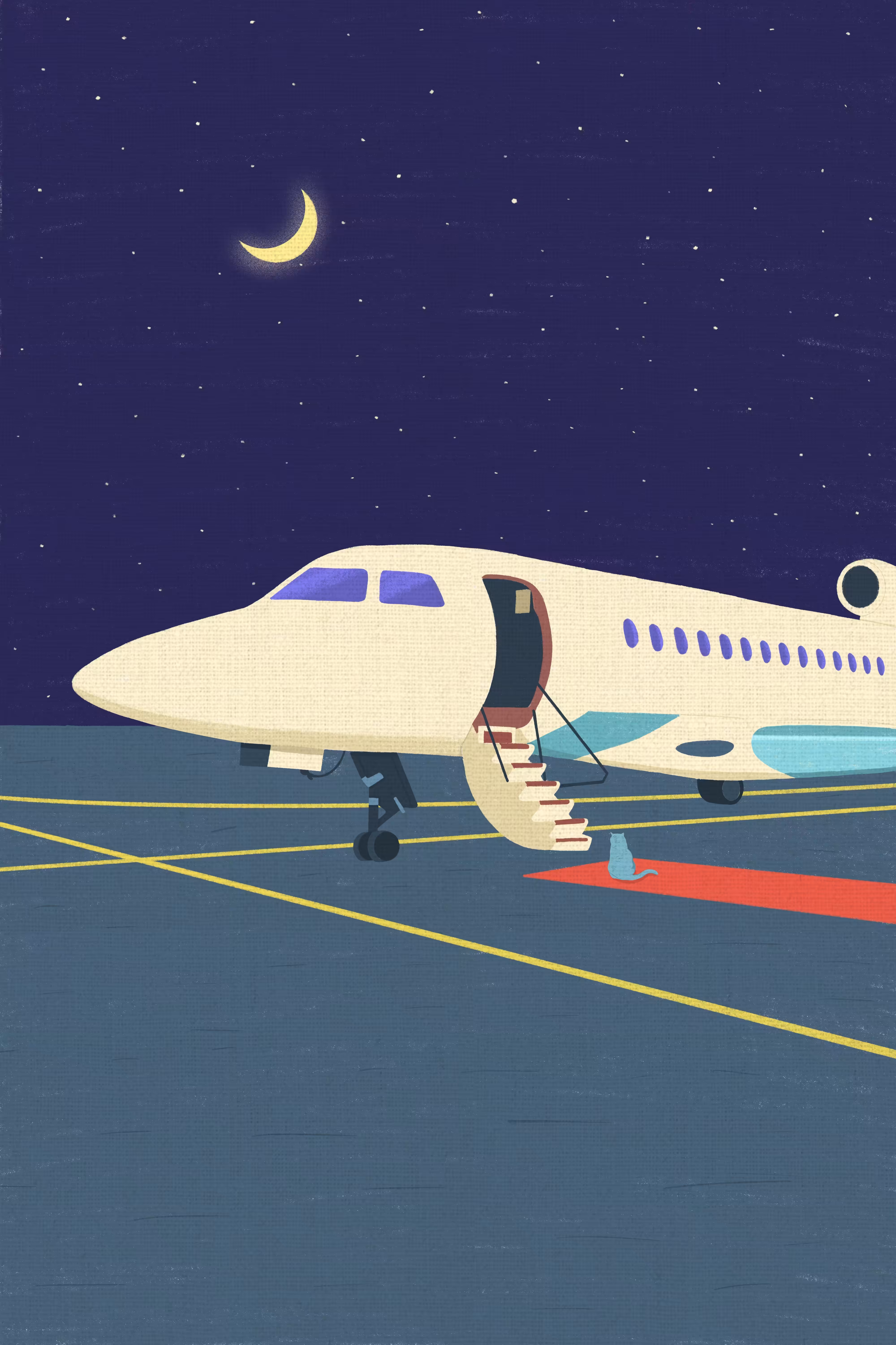 Private jet for cute cat