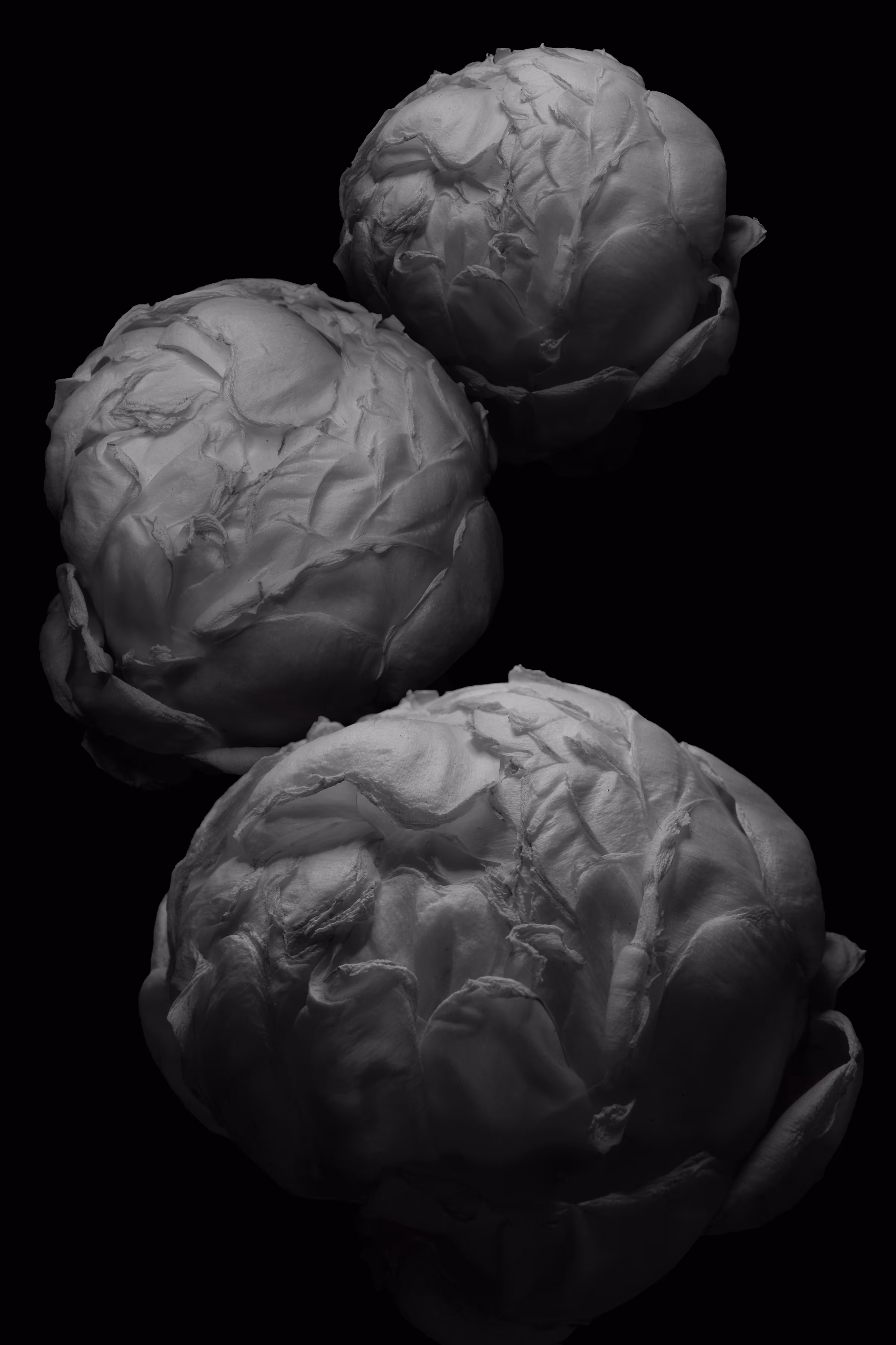 Bones of Silk
