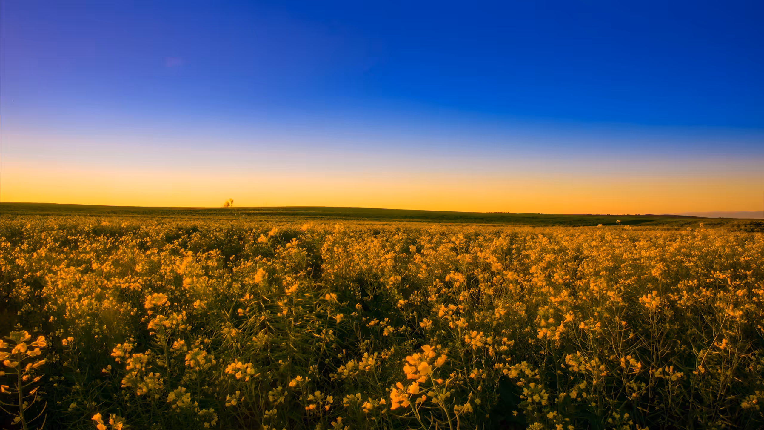 I’ll meet you there, in a field of the heart.