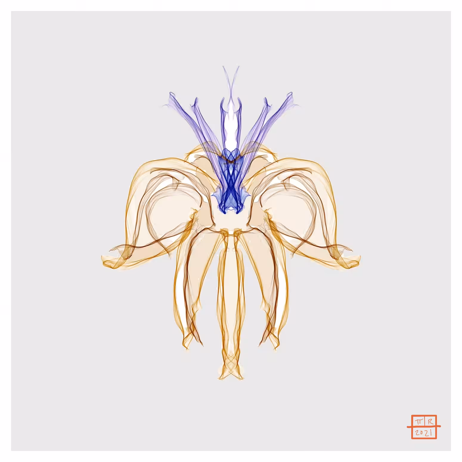 Asiatic Lily