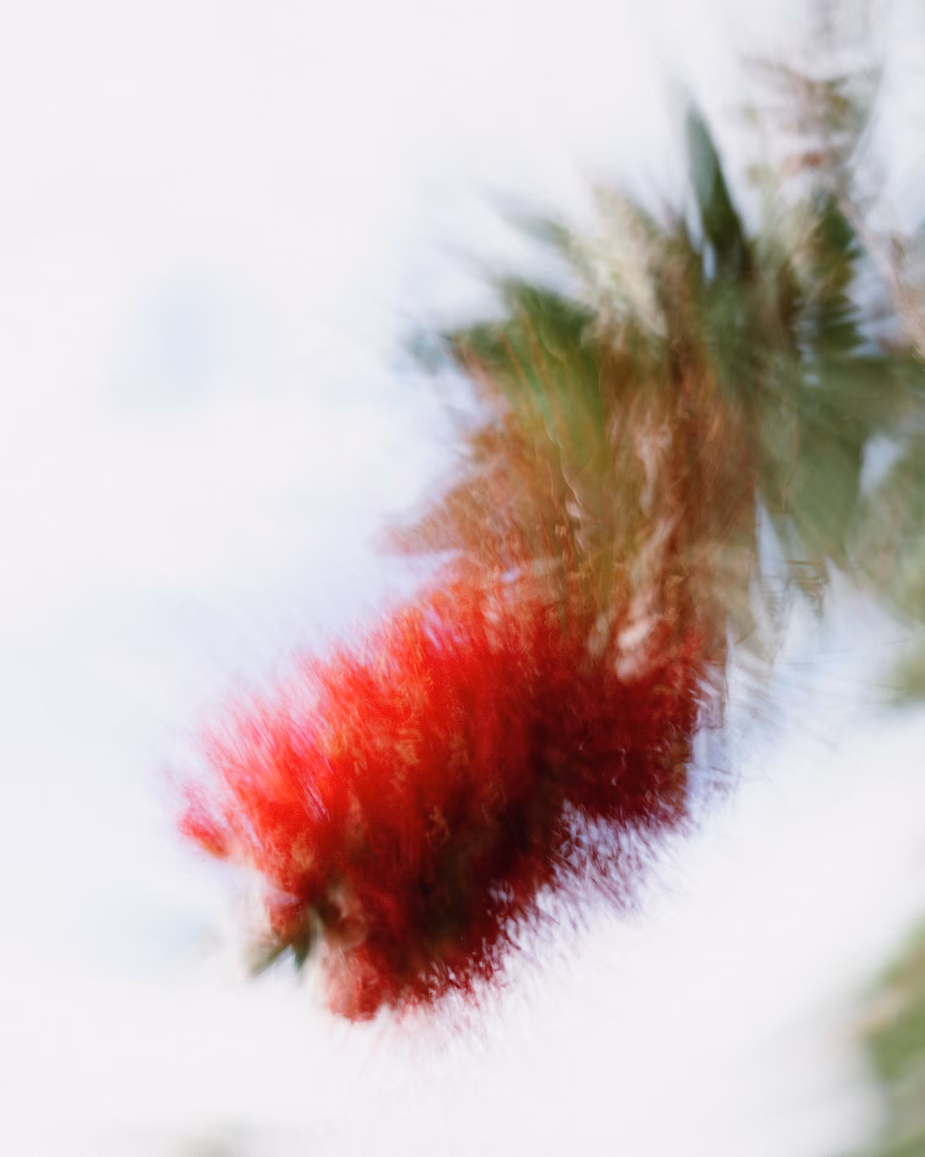 Bottlebrush Red
