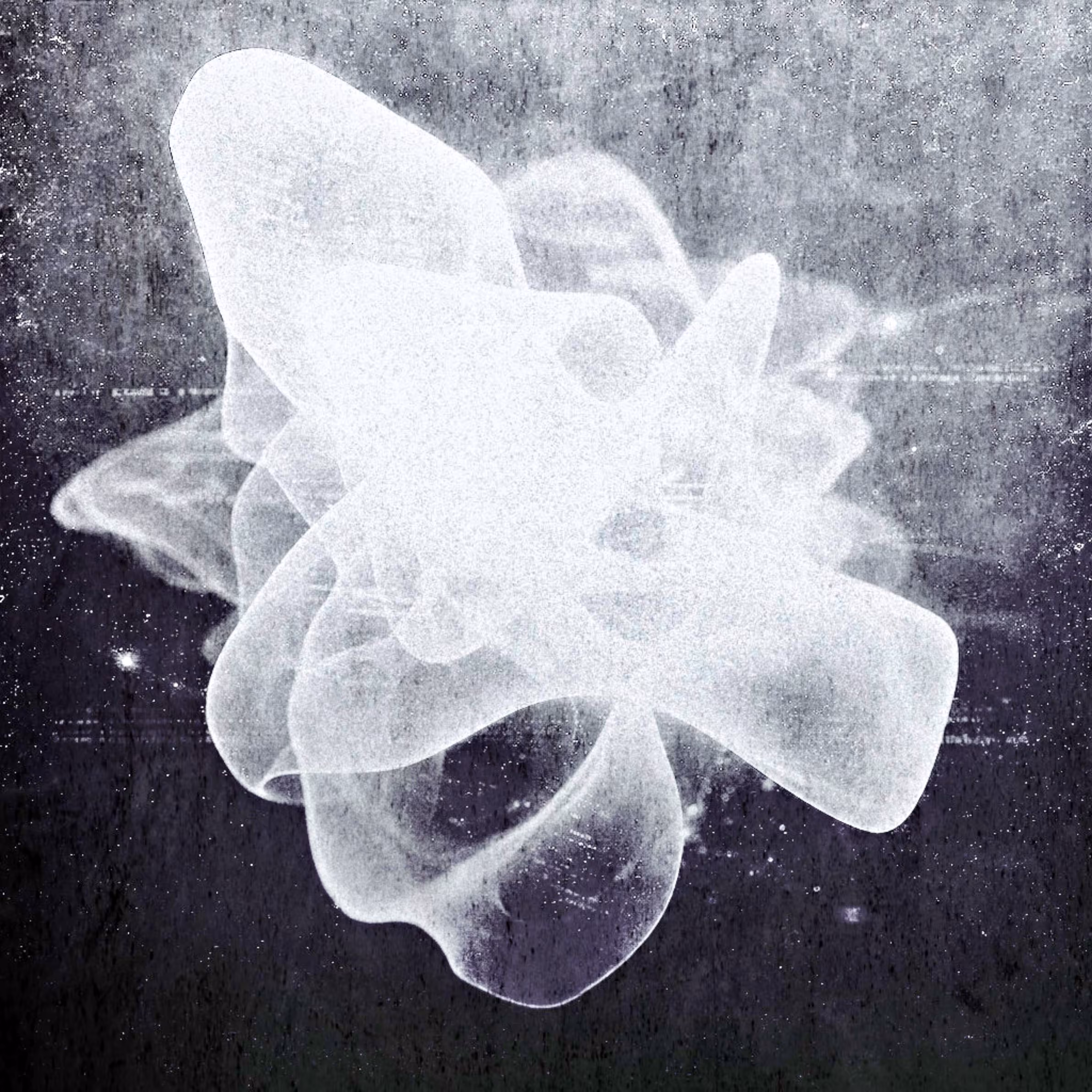 Veil