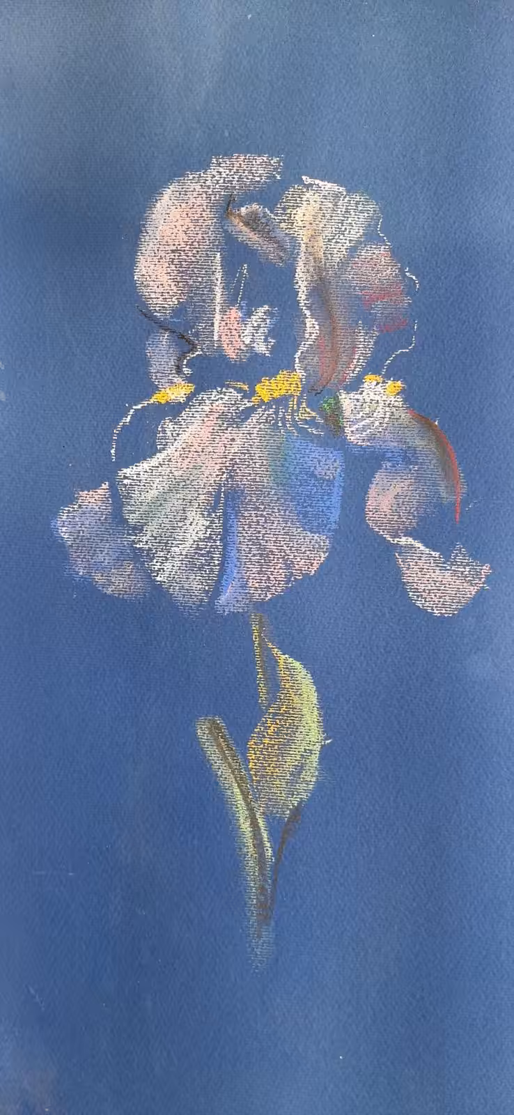 iris