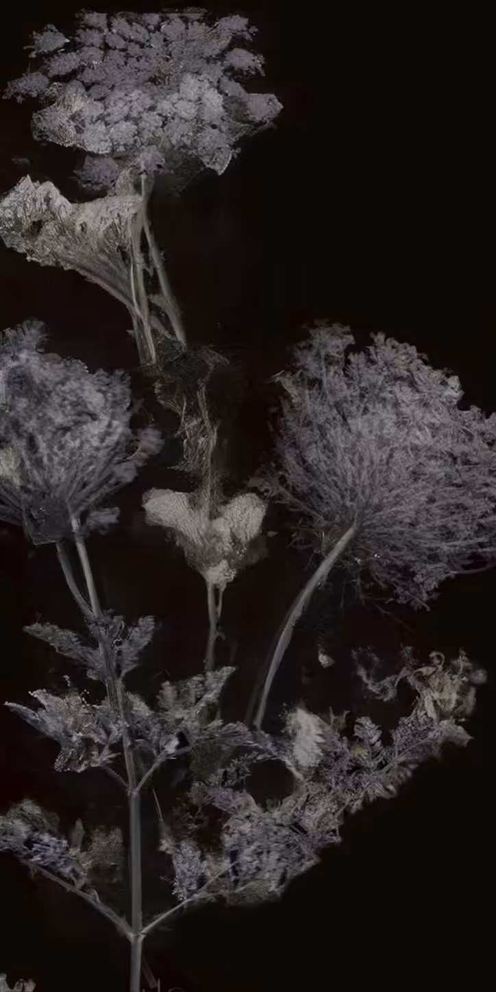 Devil's Plague