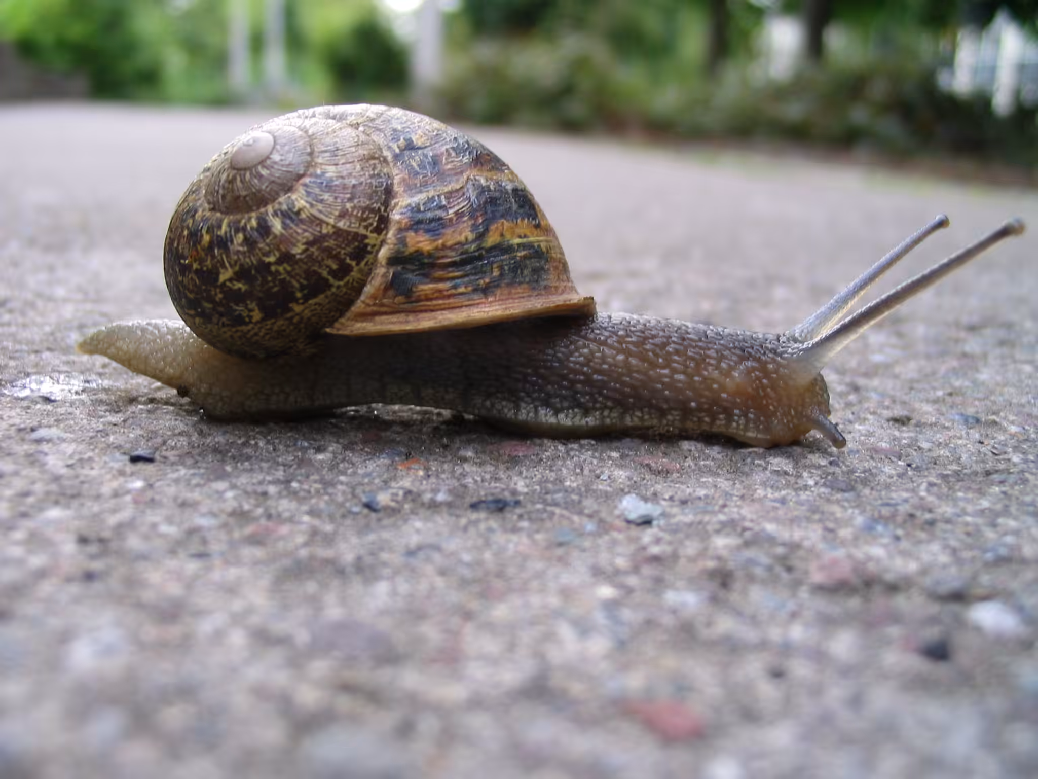 Slow