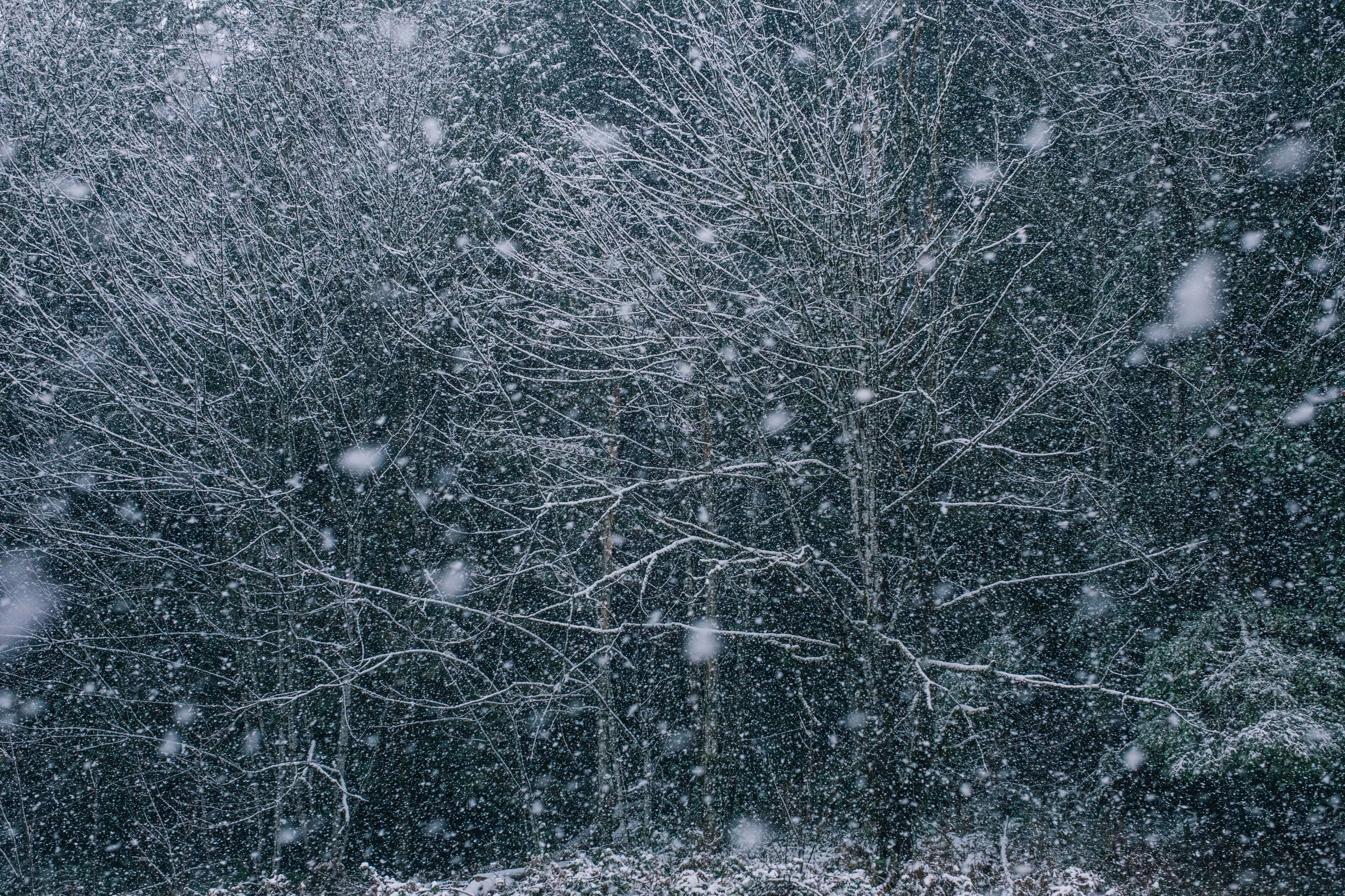 Tiger Mountain Blizzard