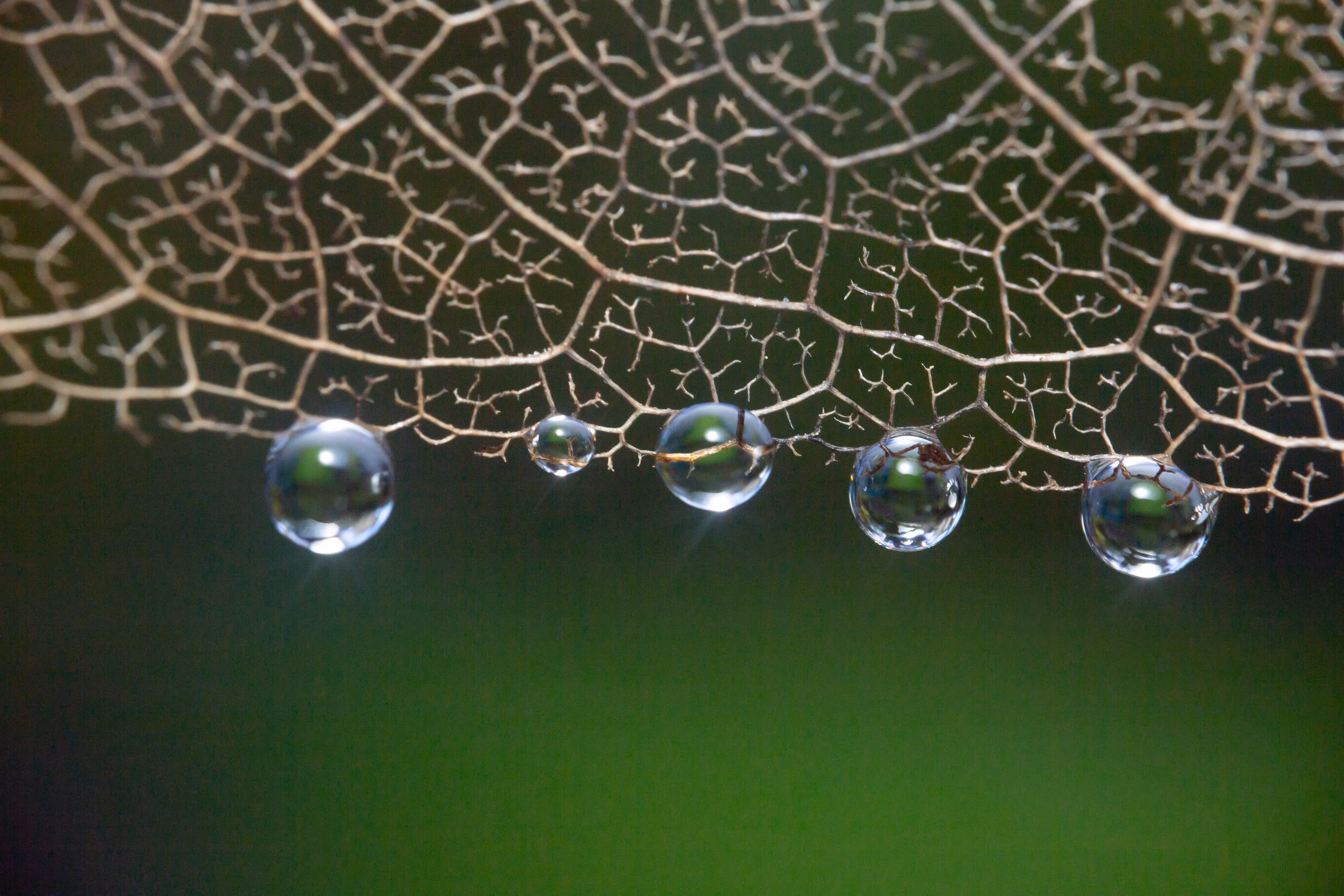 Natures Lace