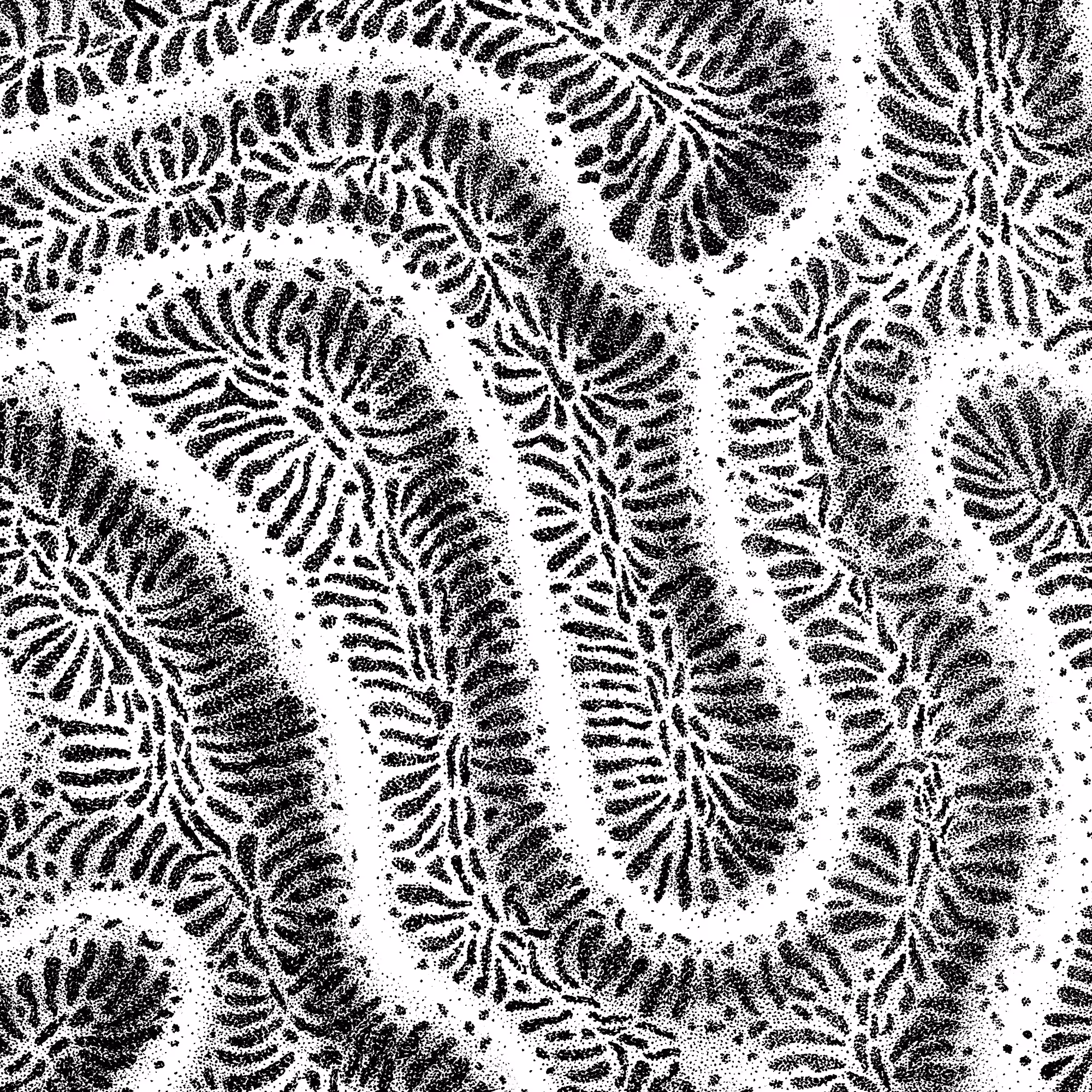 Coral, fig. 5