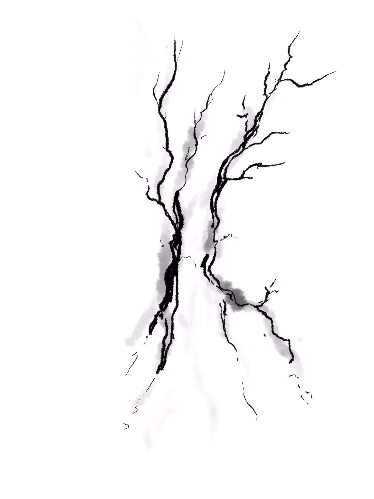 Tree Study