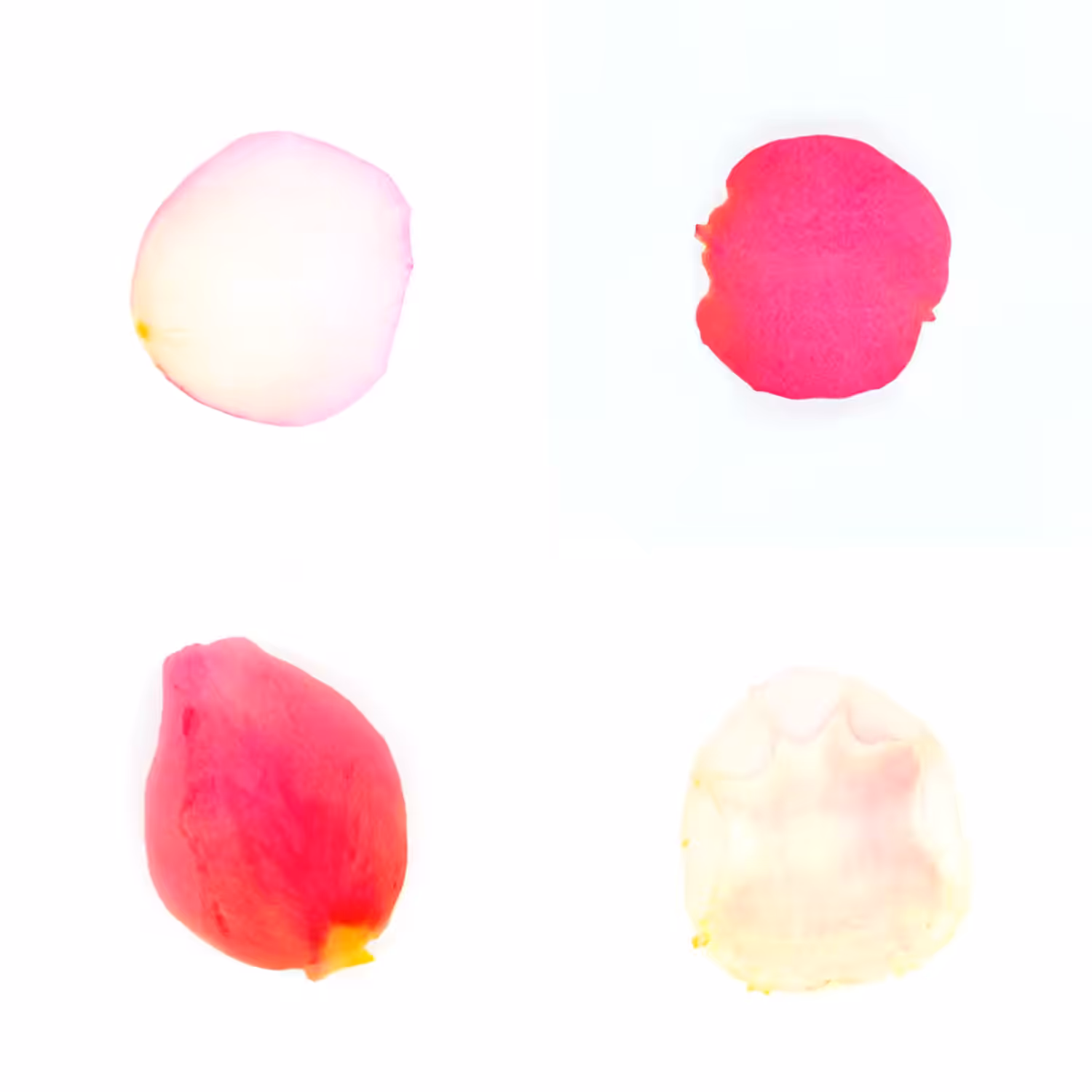 Infinite Petals 2x2#20181