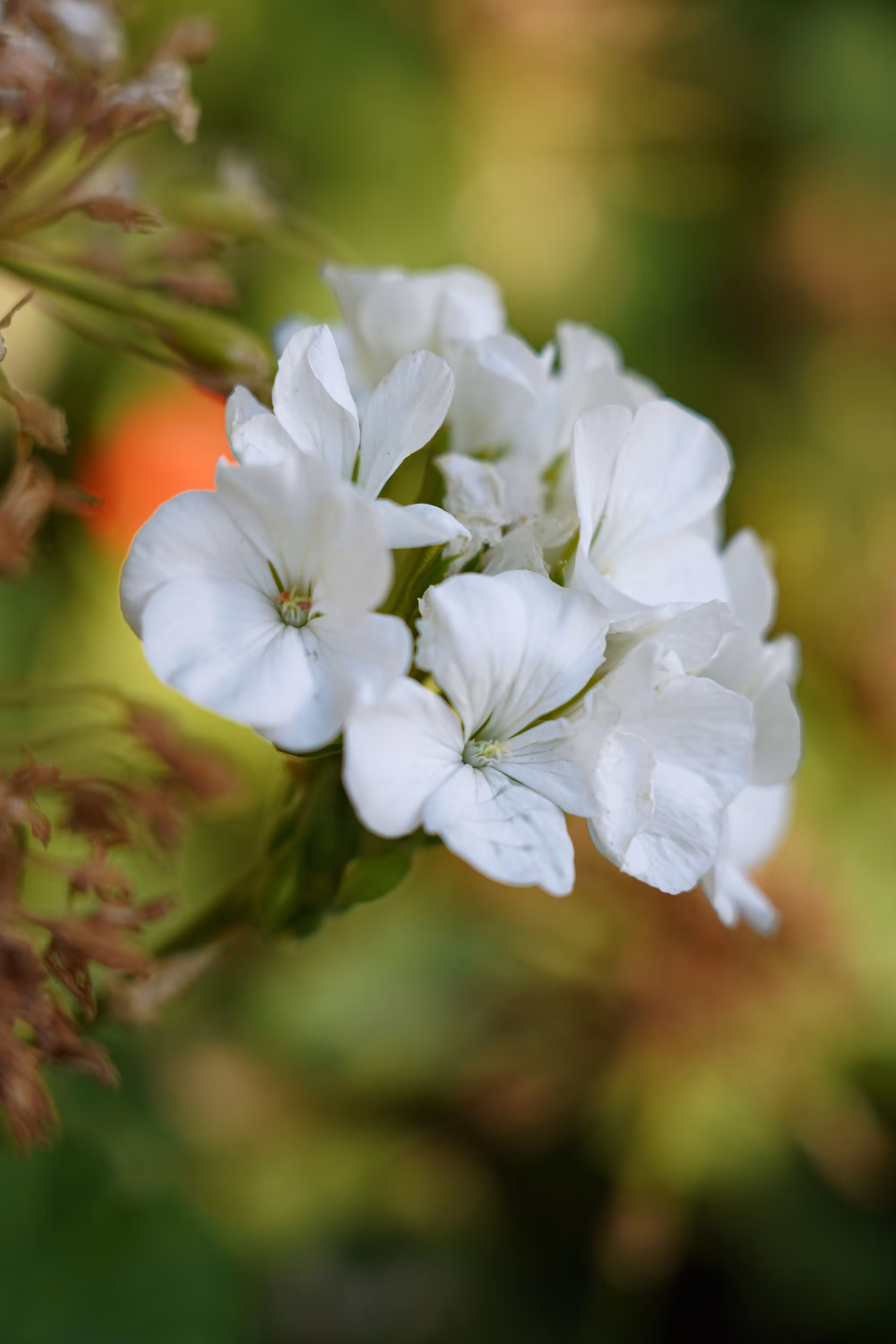 flowers: White freshness