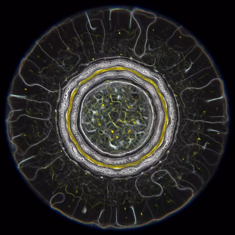 Ethereal Microcosm #10