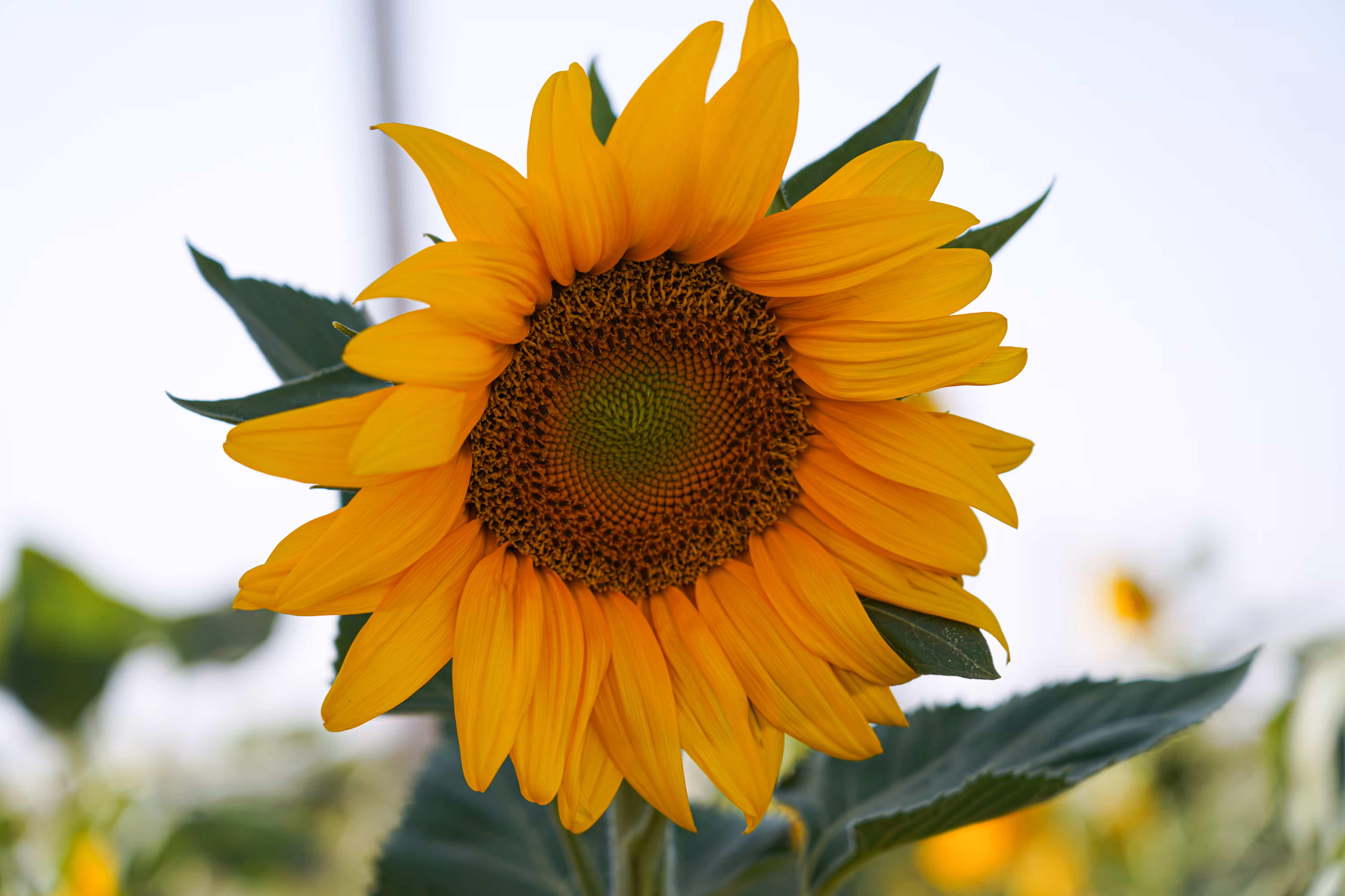 Sun Flower