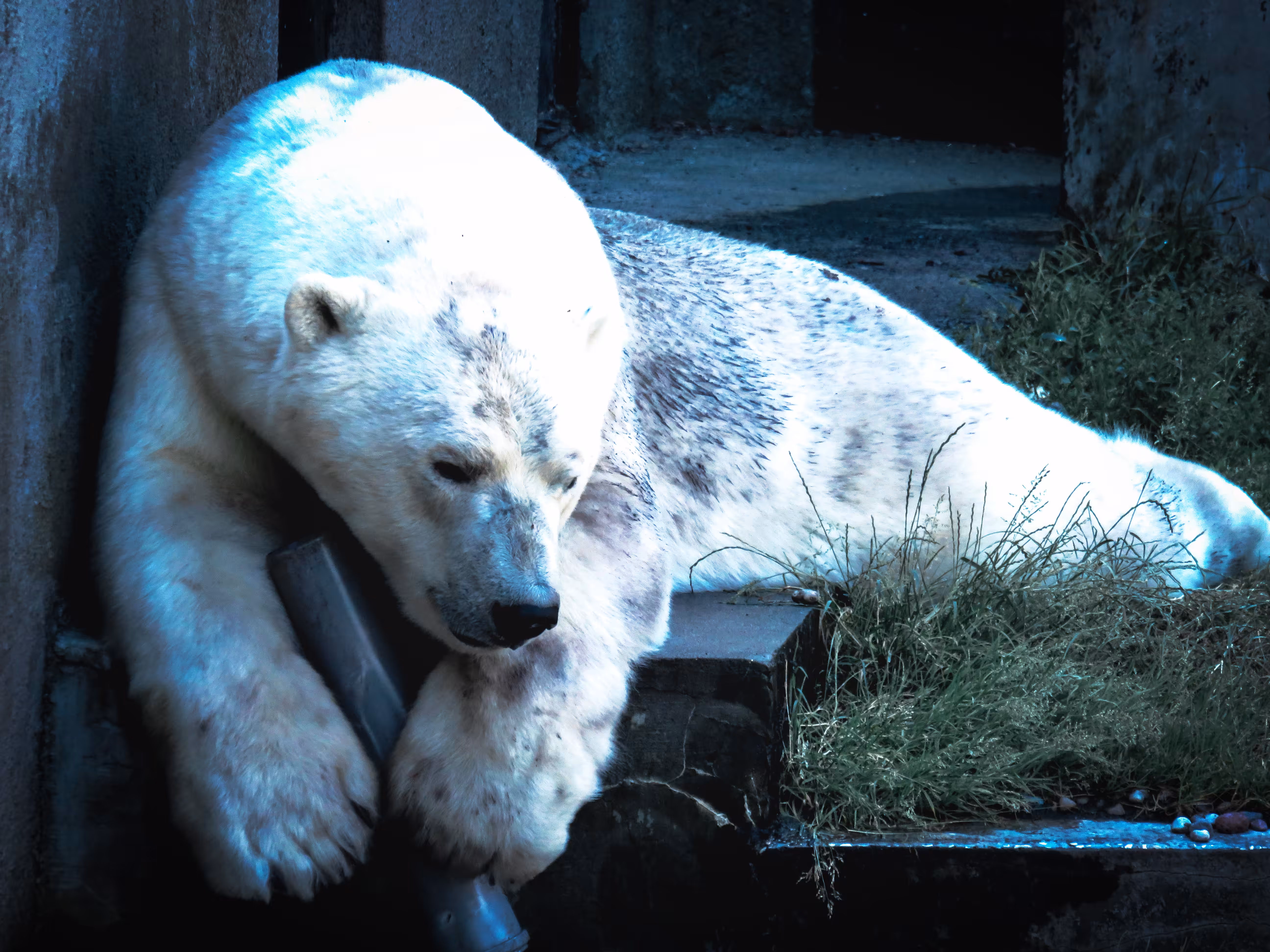 Pole Bear