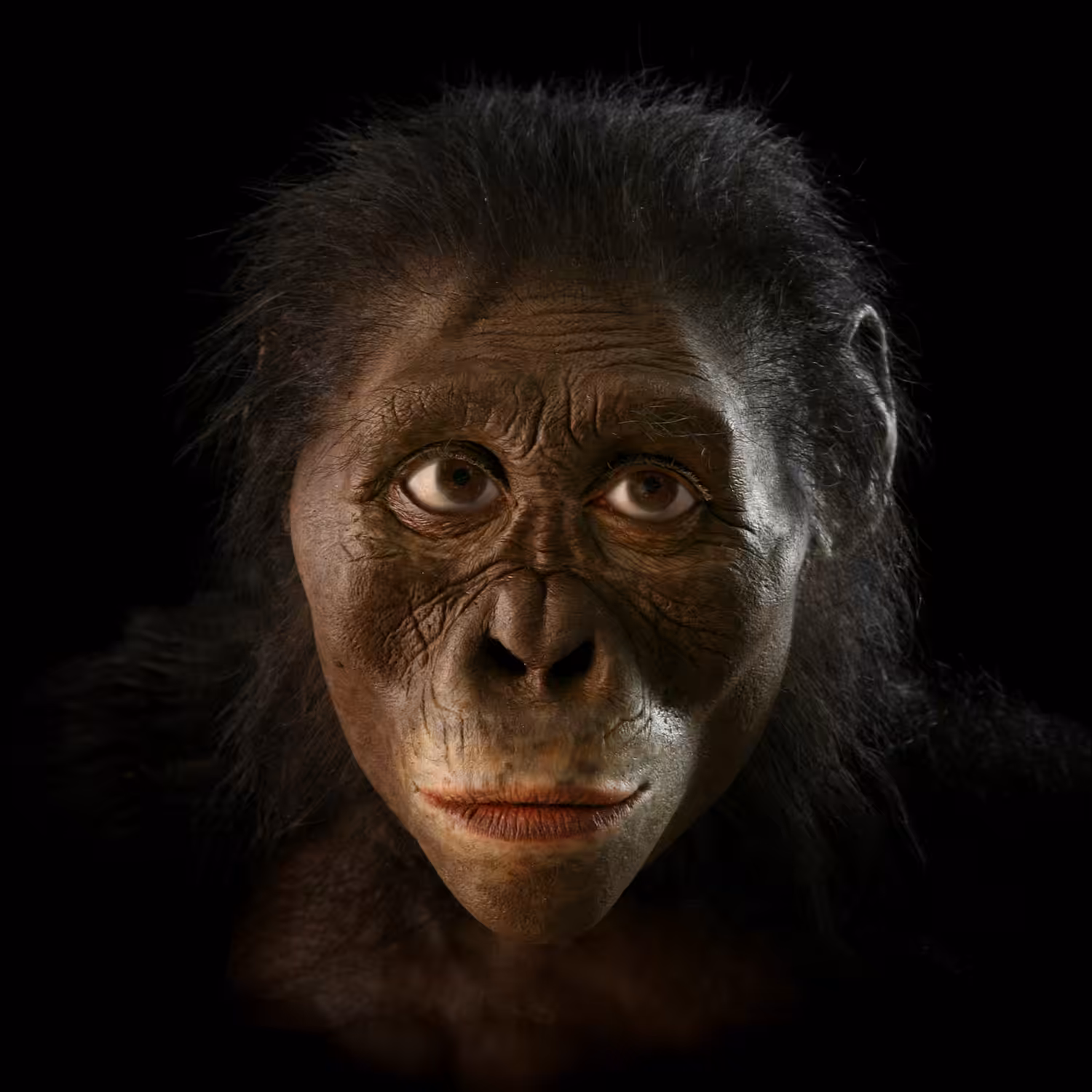 Australopithecus afarensis: Hominin #3