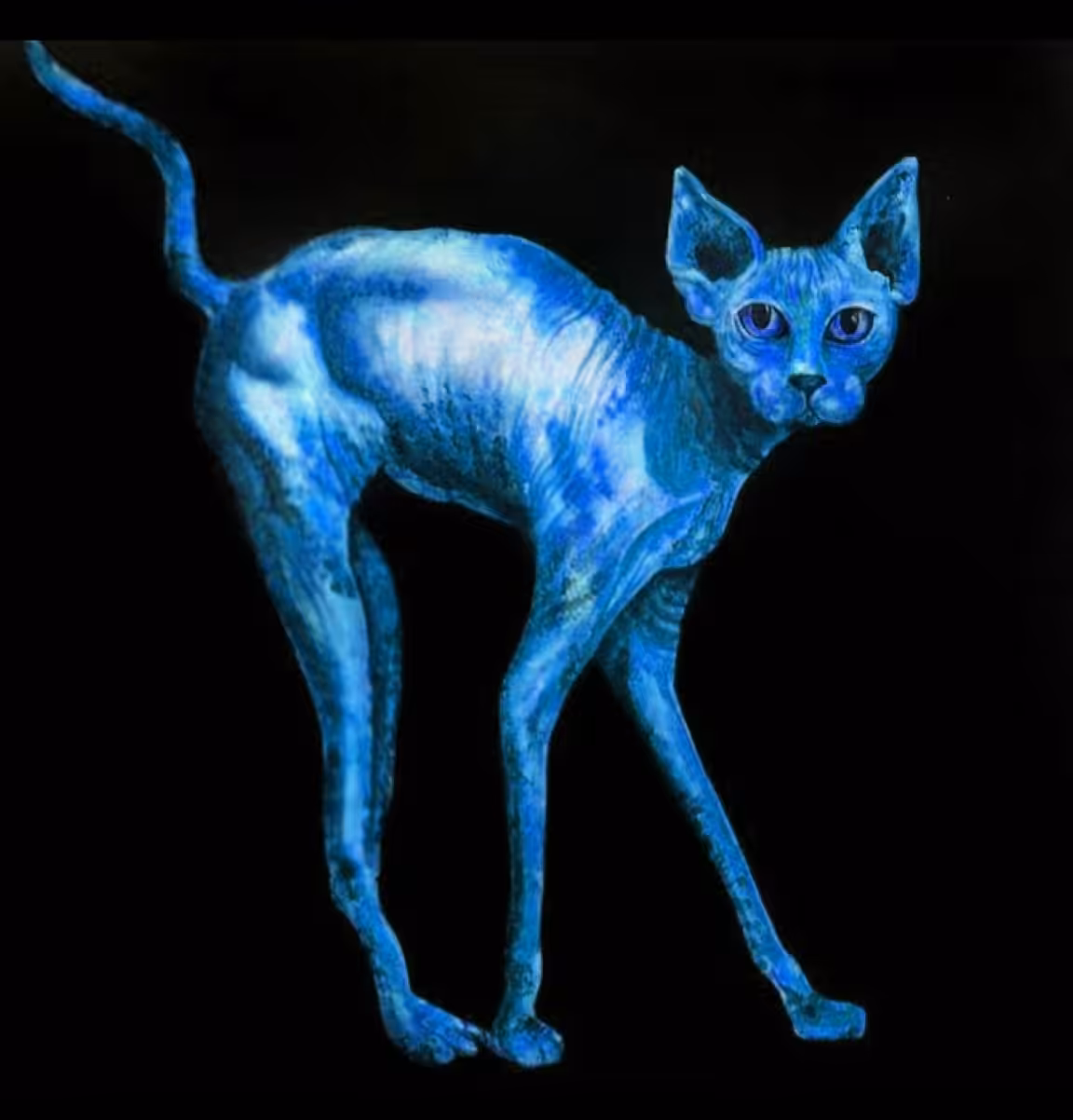 Cats: Blue cat