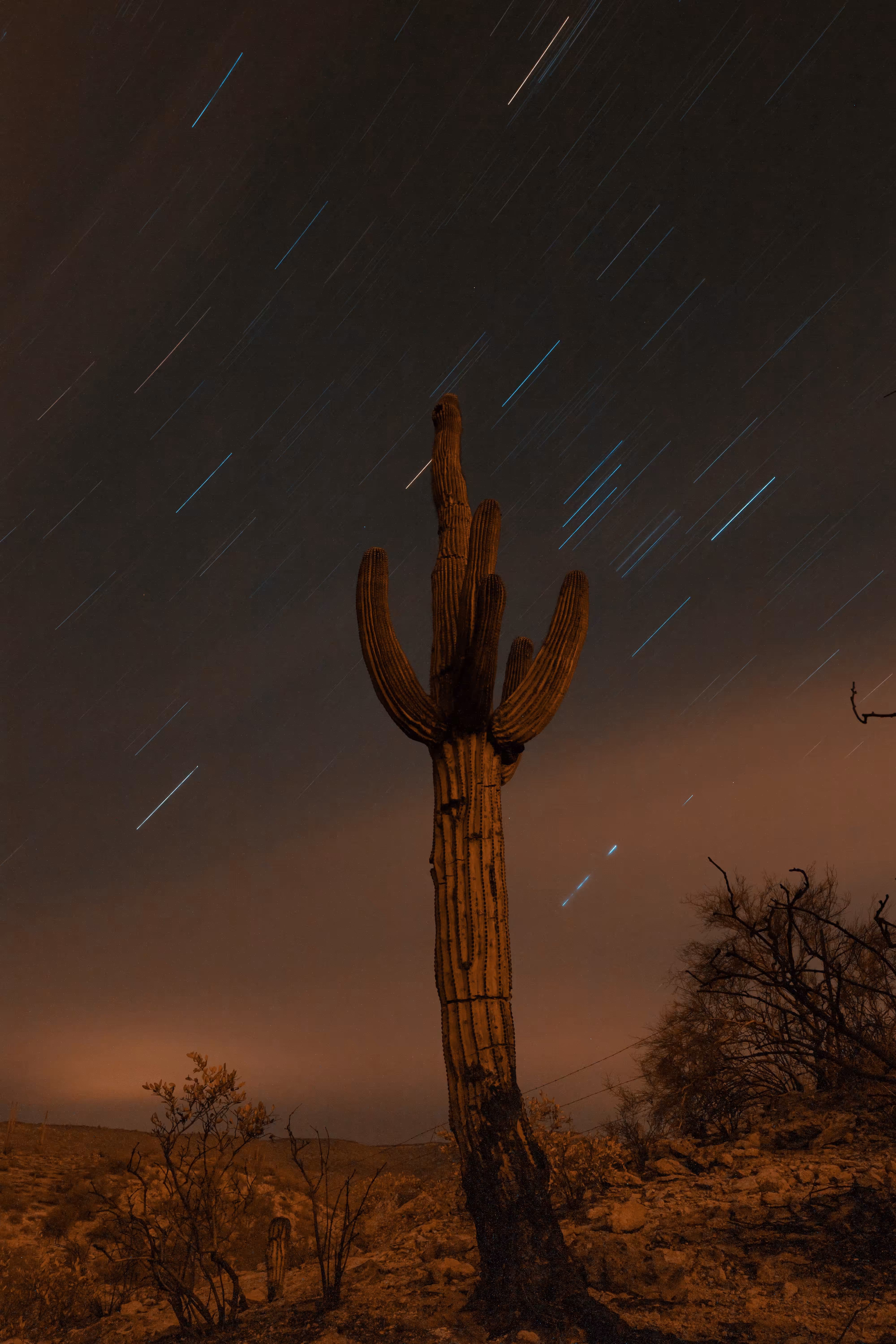 Lazer Gun Cactus - A Change for All #13