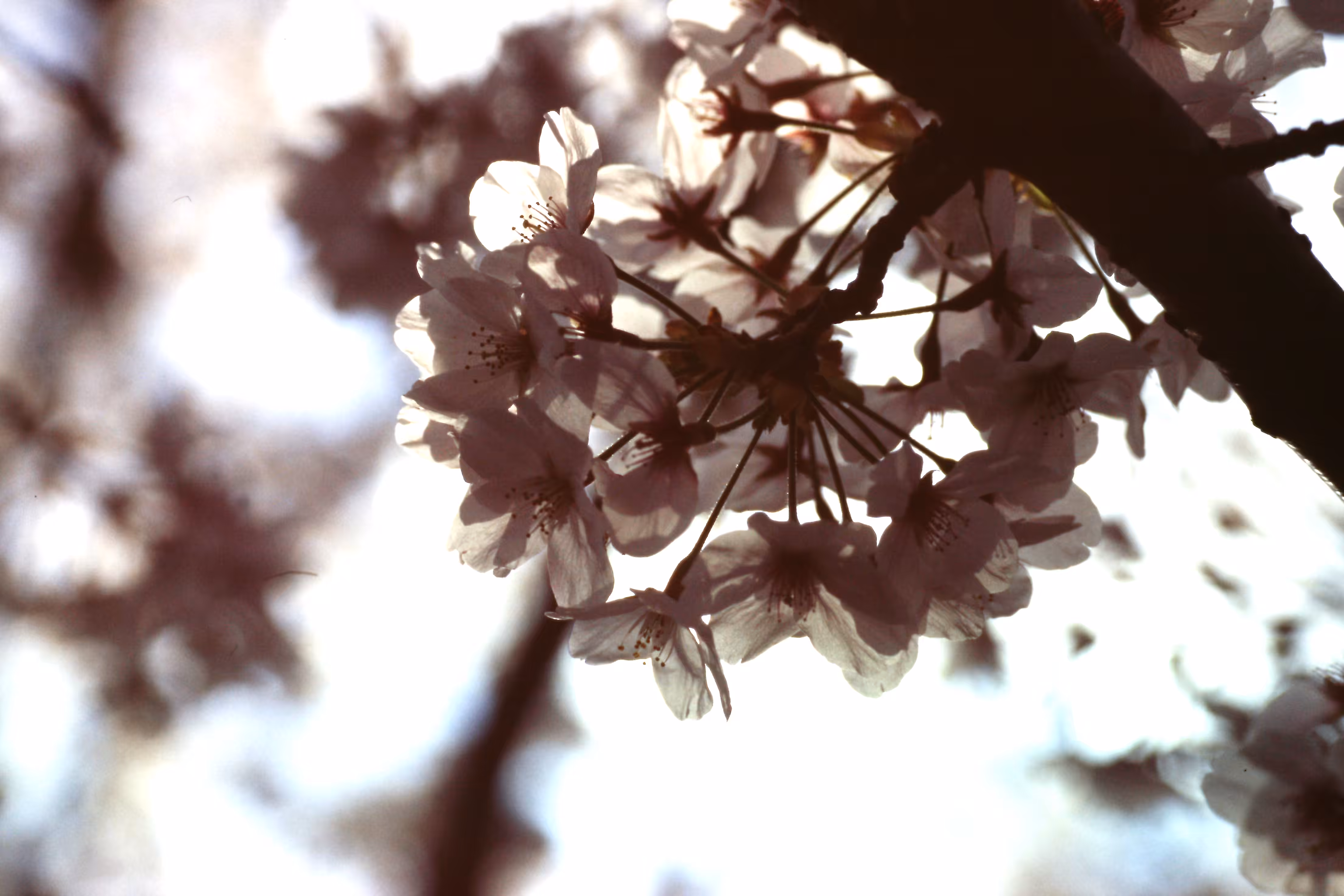 Heaven Series: The World of Film - Beautiful World