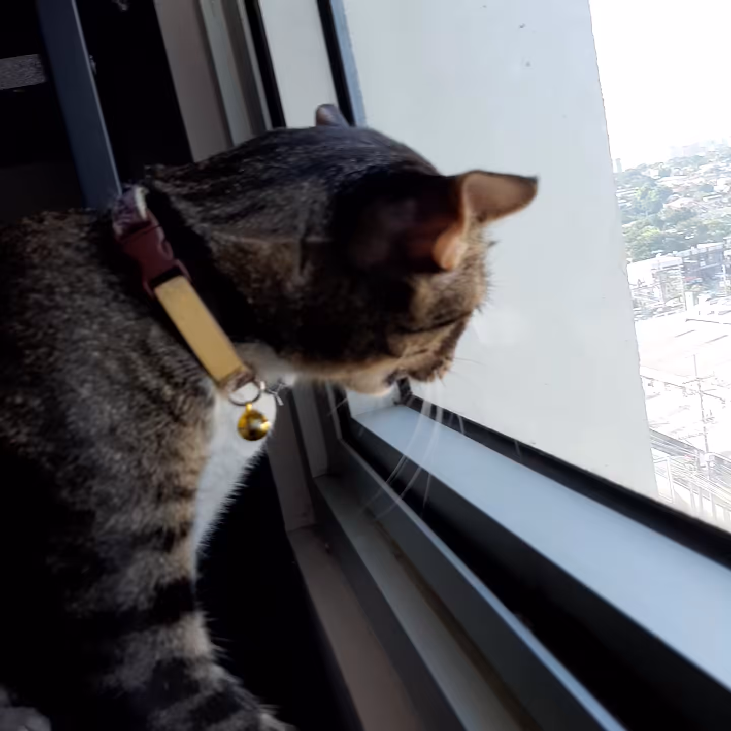 Pusskin Cat #40 - Tiggy is Talking