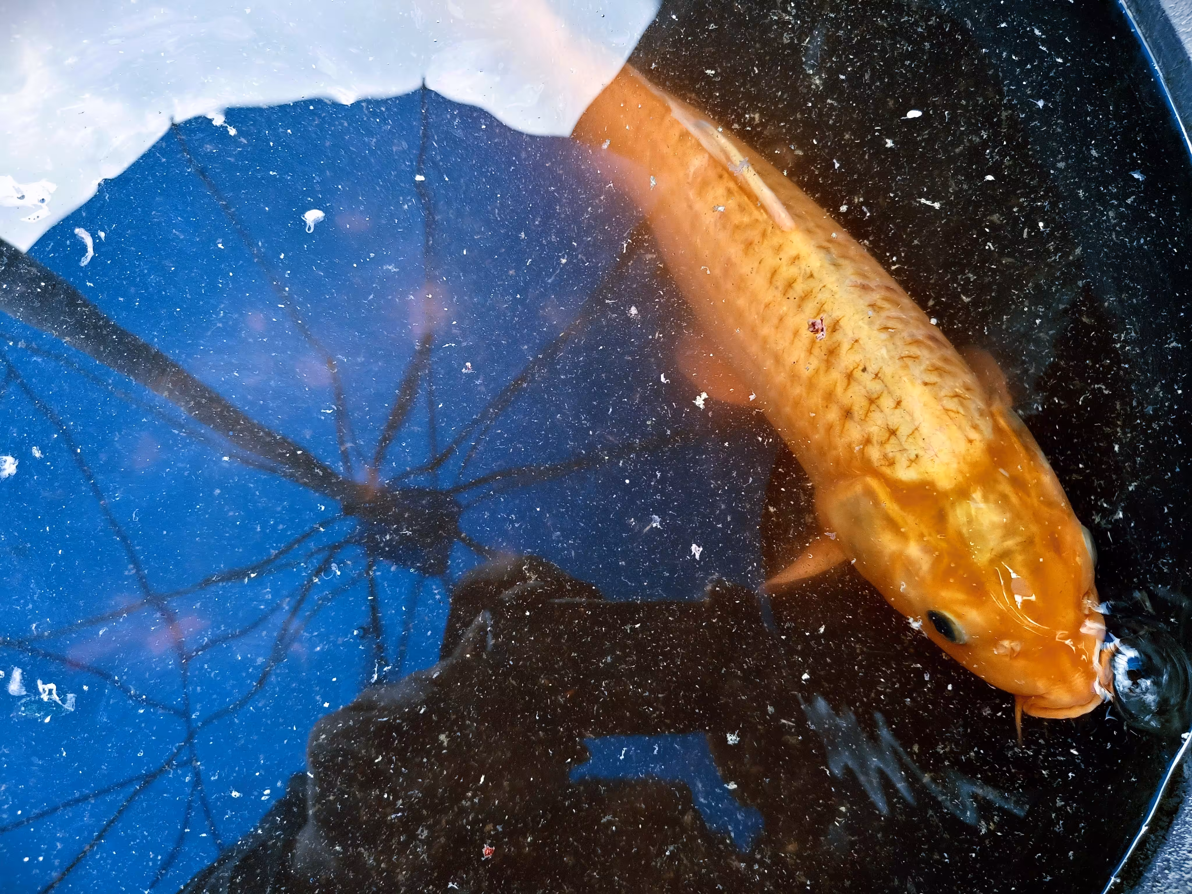 The Life of A Gold Fish