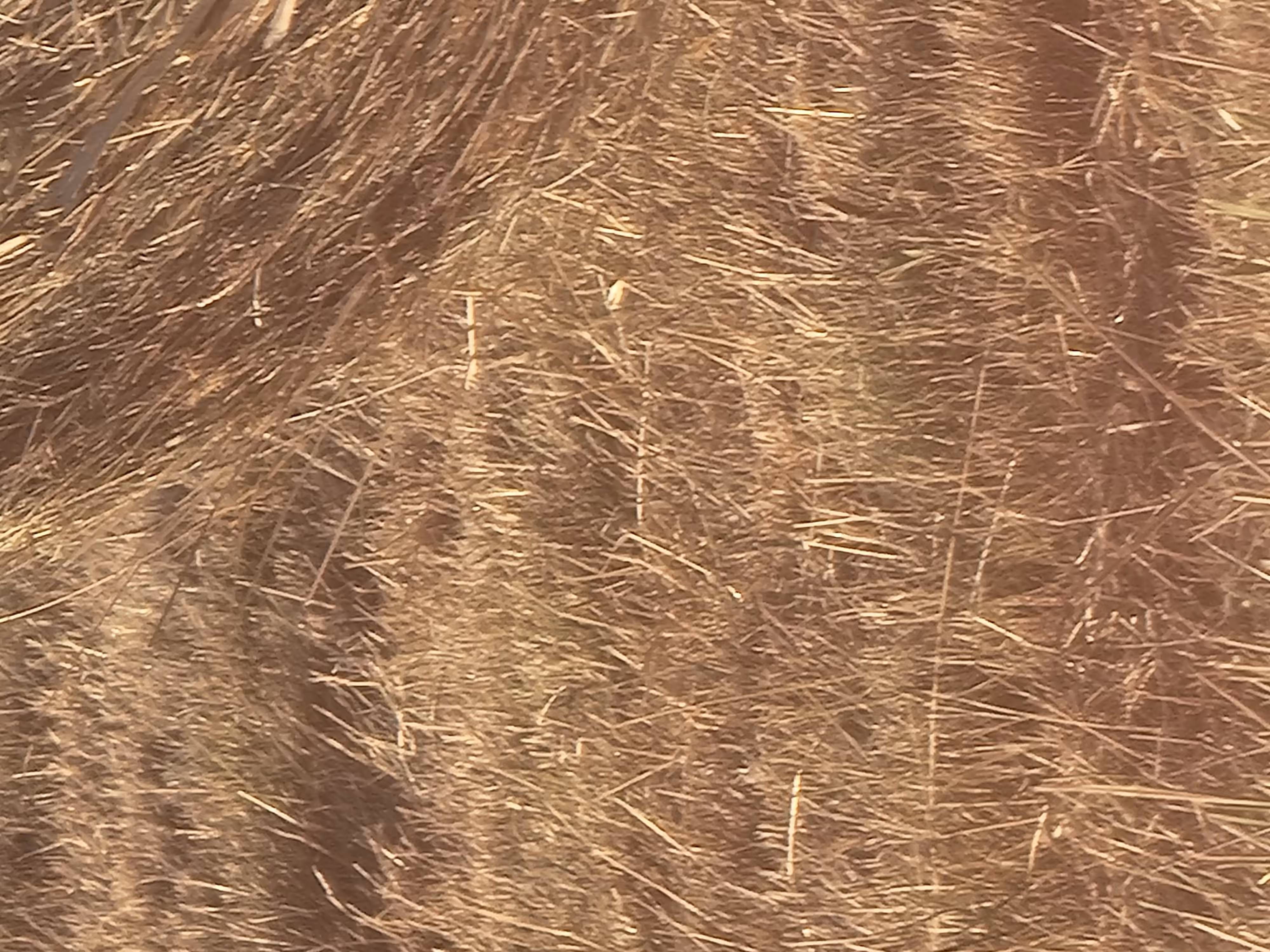 Hayball in a dry Summer