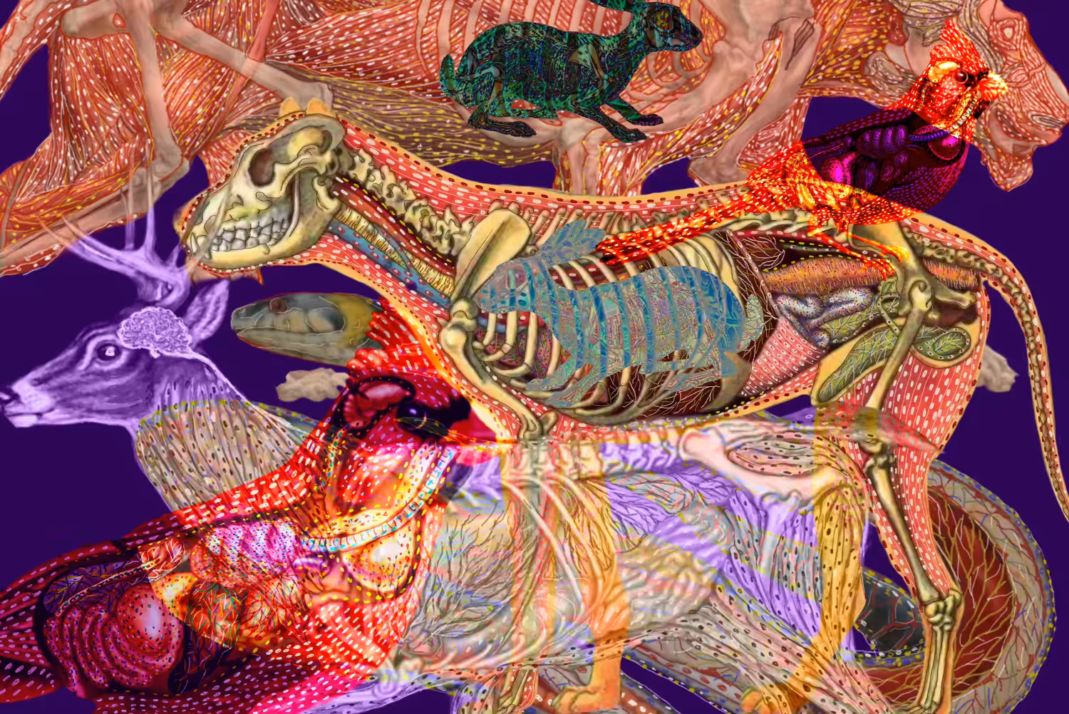 Humanimal Anatomy no.2