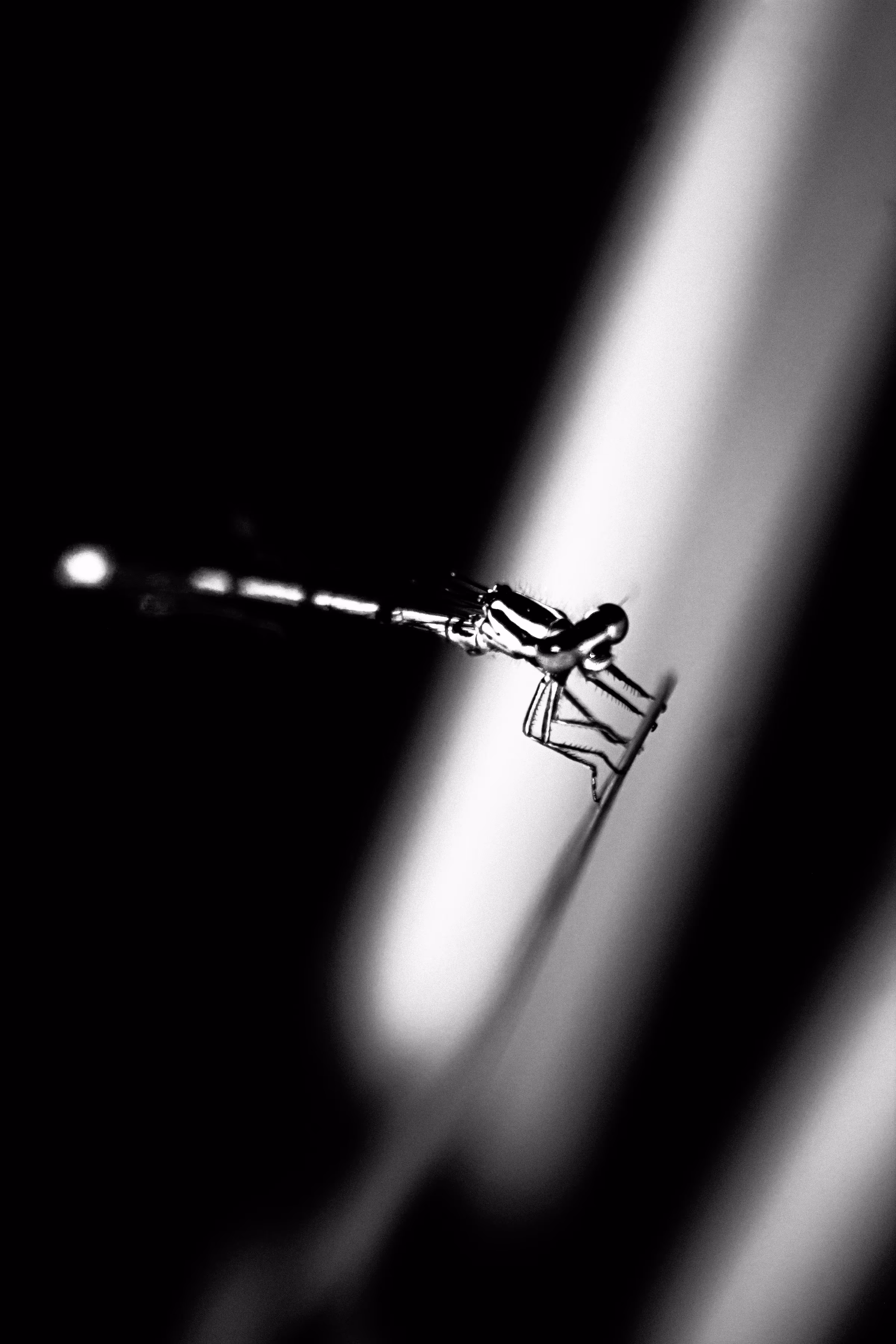 JB: B&W Nature